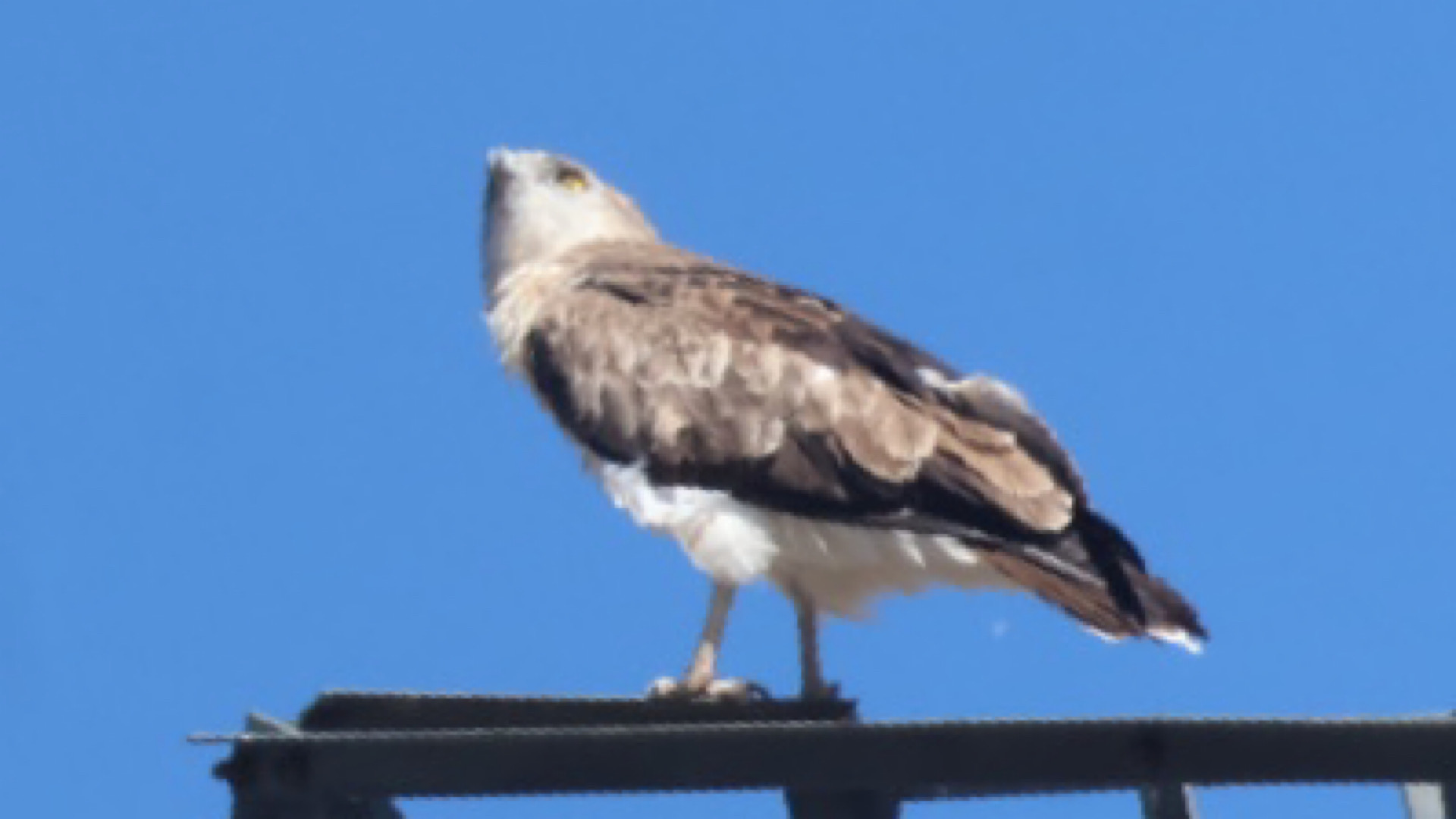 Yılan kartalı » Short-toed Snake Eagle » Circaetus gallicus