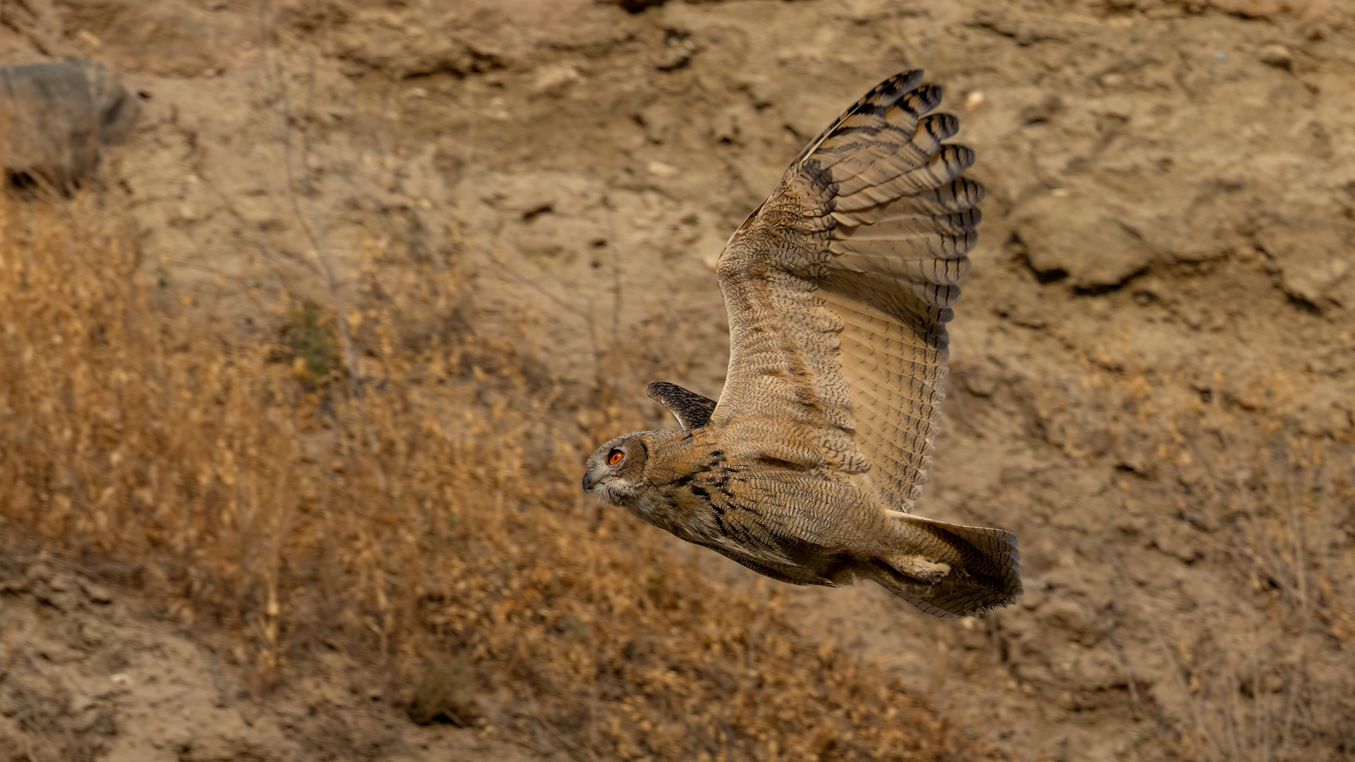 Puhu » Eurasian Eagle-Owl » Bubo bubo