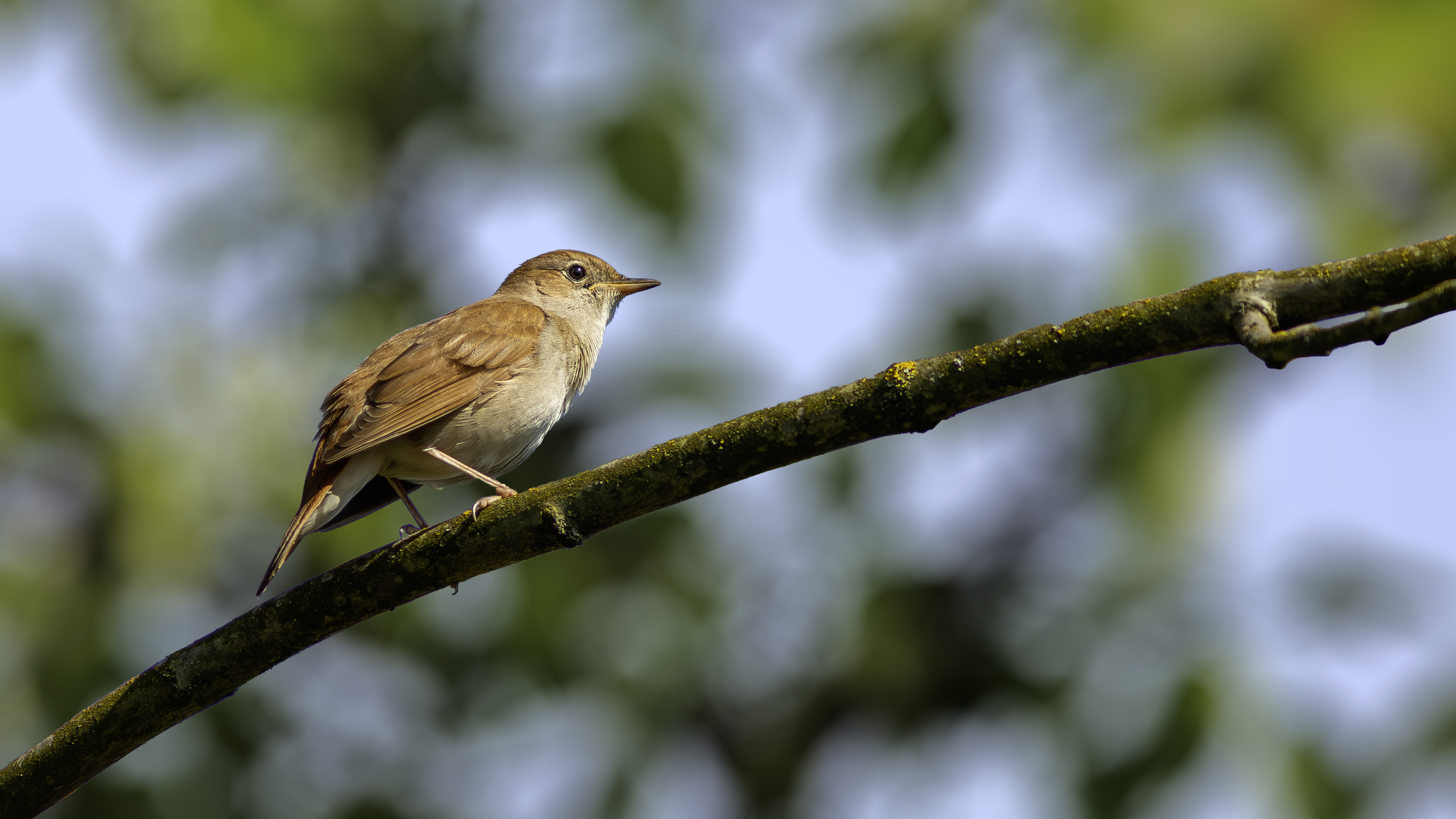 Bülbül » Common Nightingale » Luscinia megarhynchos
