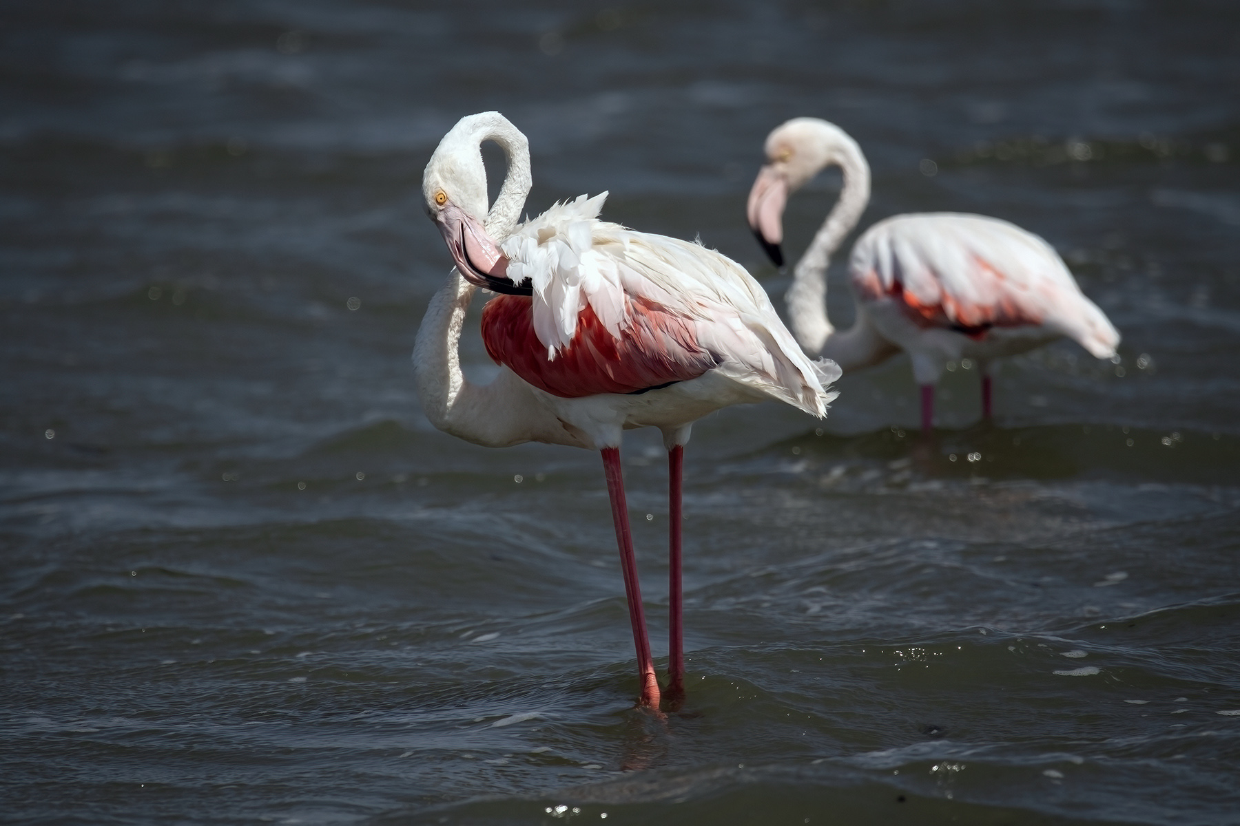 Flamingo