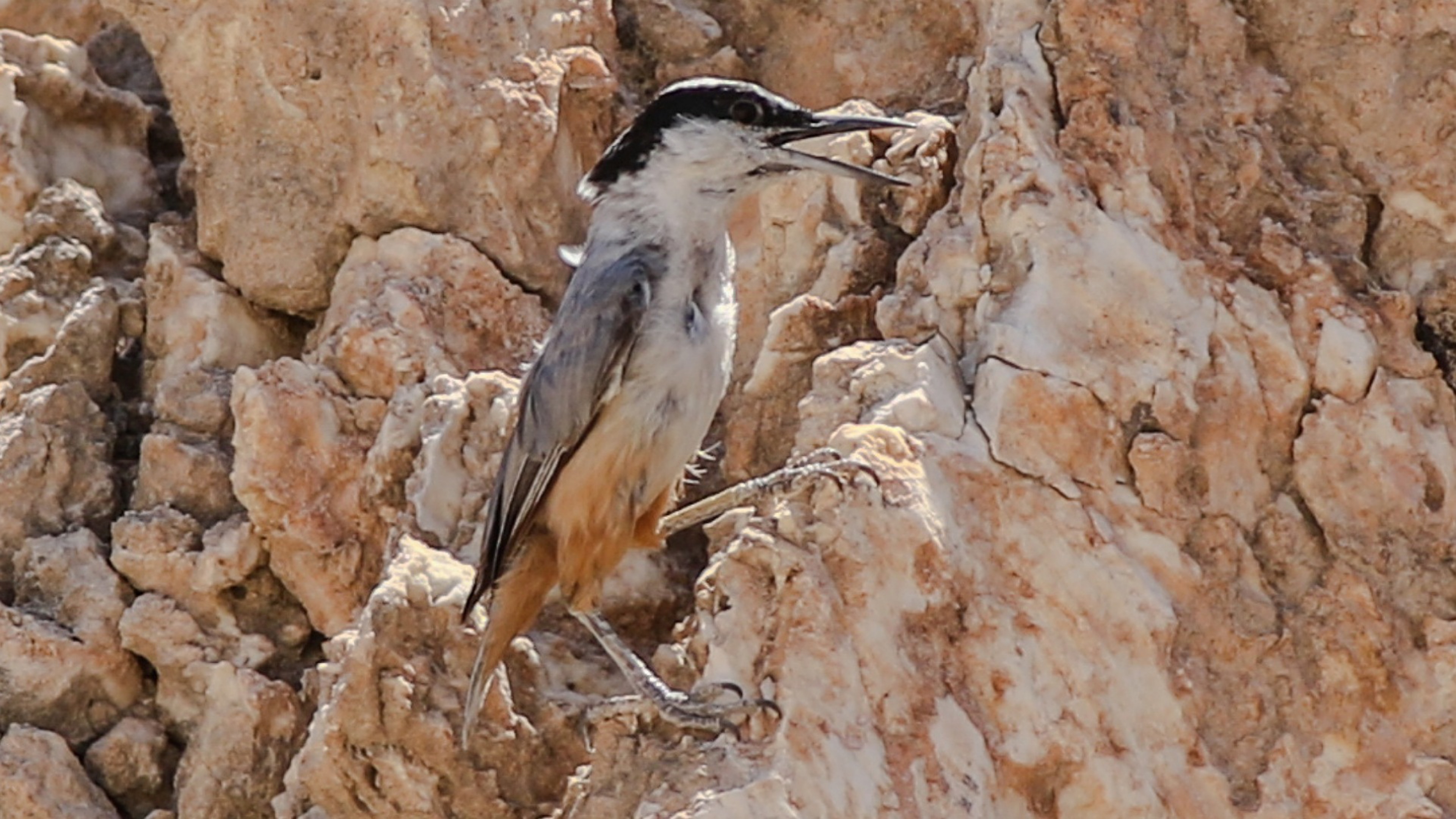 Büyük kaya sıvacısı » Eastern Rock Nuthatch » Sitta tephronota