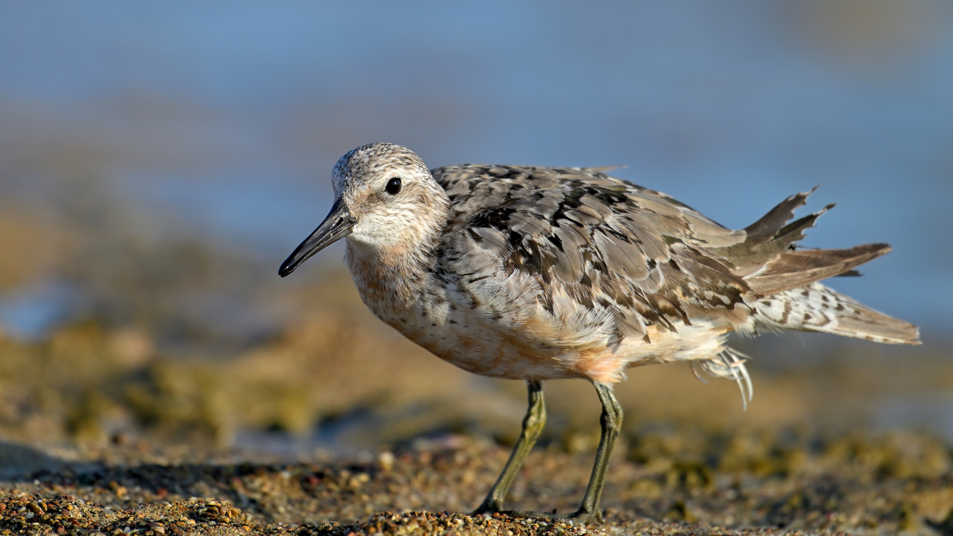 Büyük kumkuşu » Red Knot » Calidris canutus