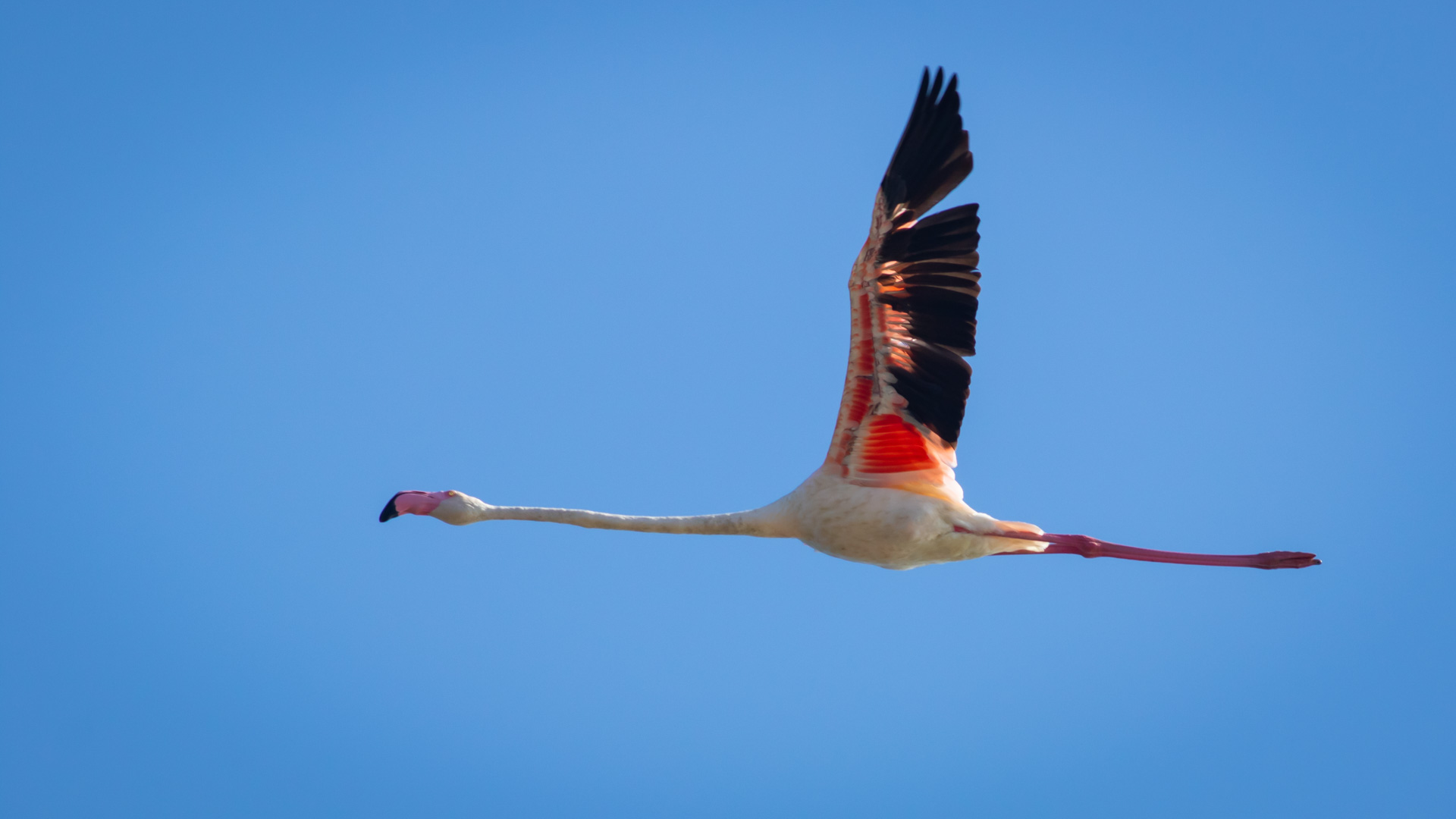 Flamingo
