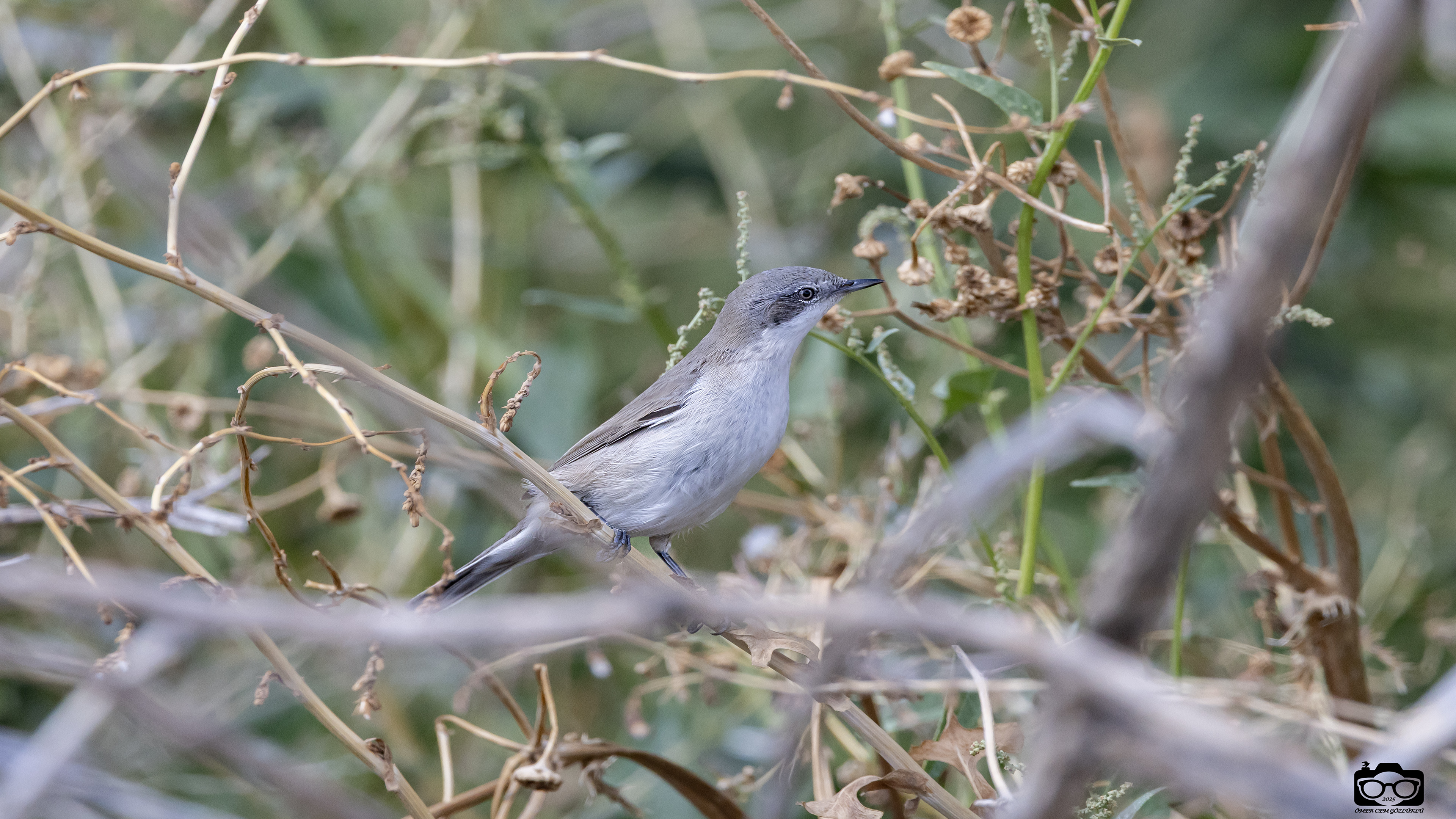 Küçük akgerdanlı ötleğen » Lesser Whitethroat » Sylvia curruca