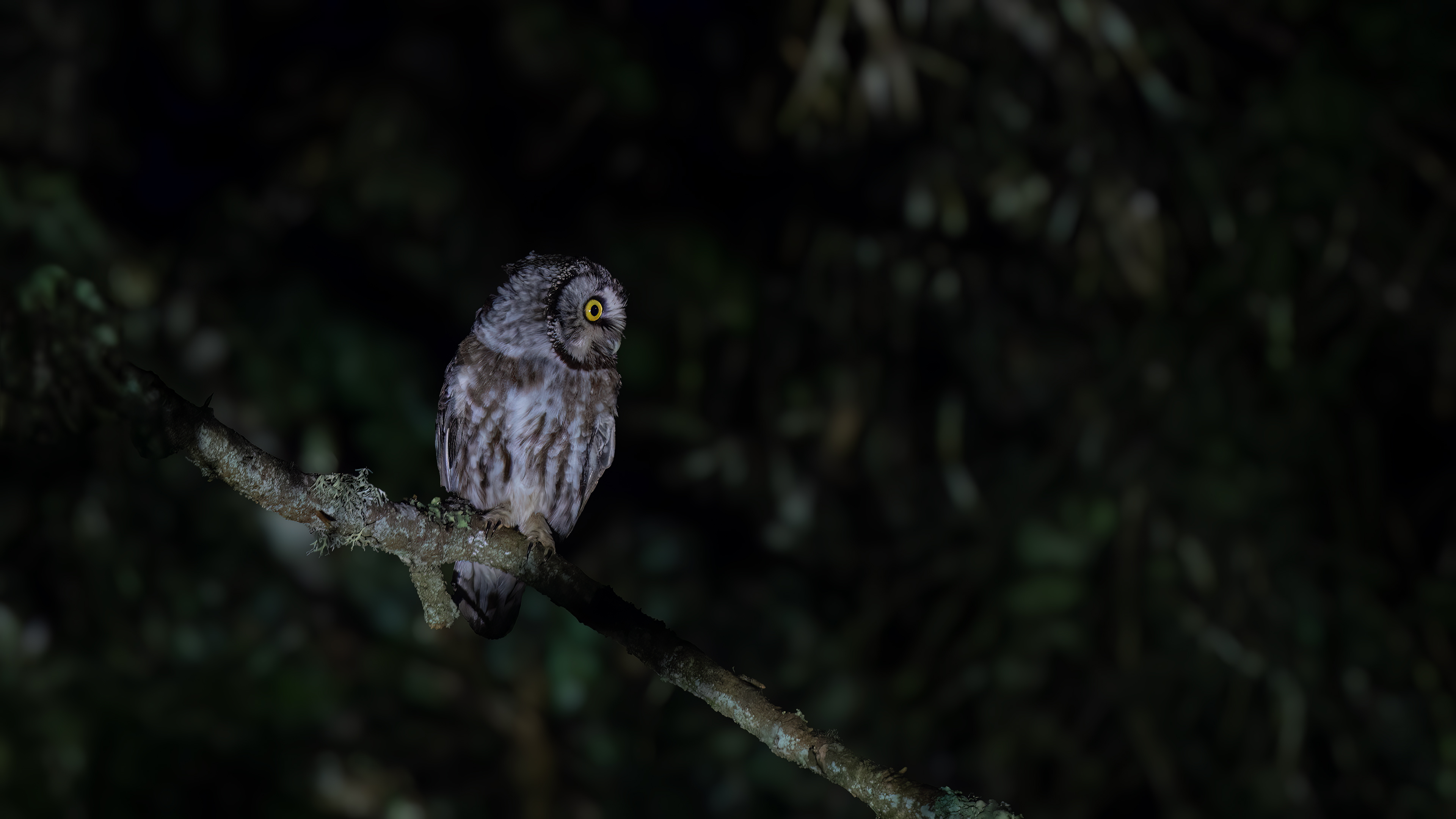 Paçalı baykuş » Boreal Owl » Aegolius funereus