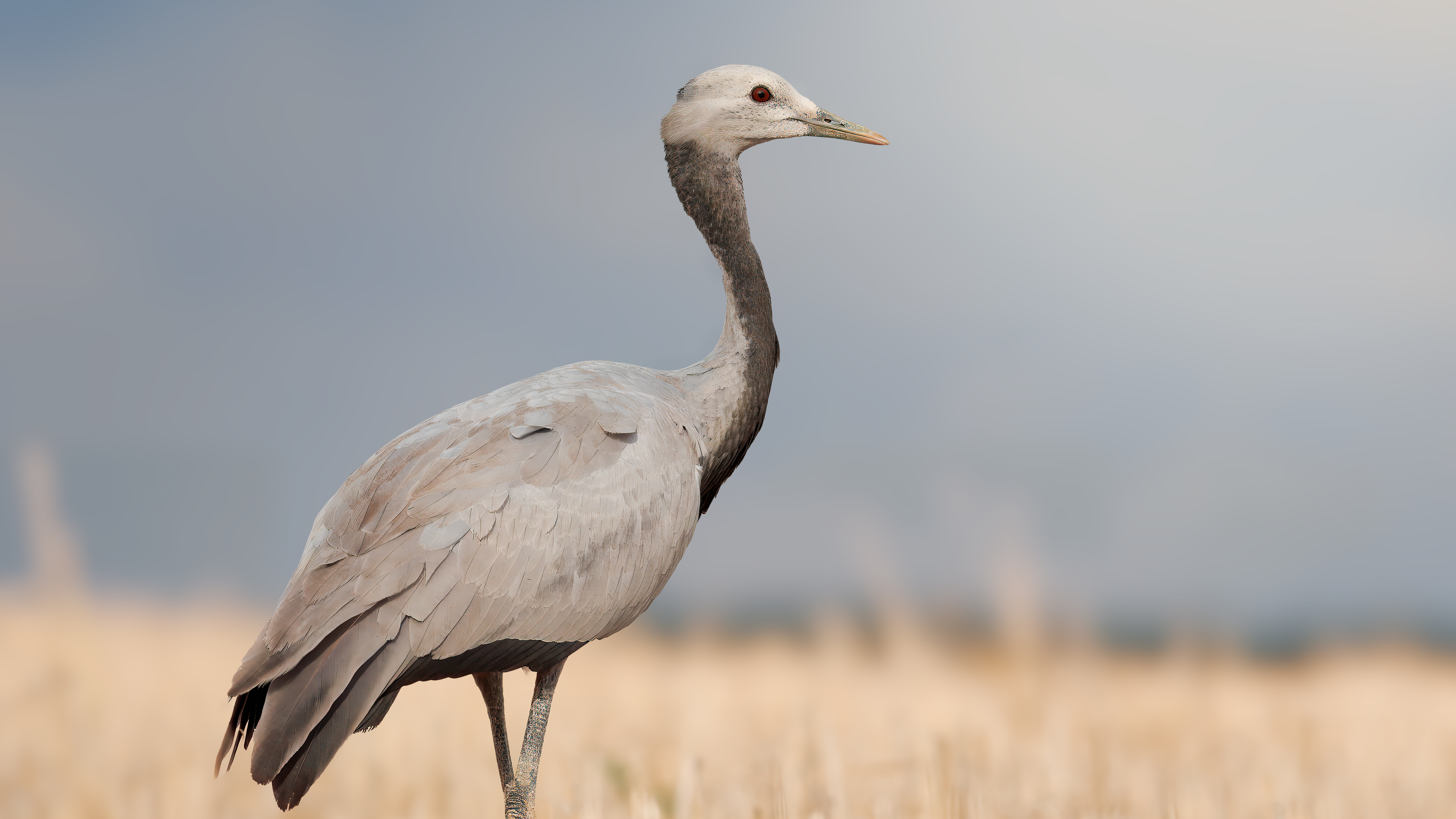 Telli turna » Demoiselle Crane » Anthropoides virgo