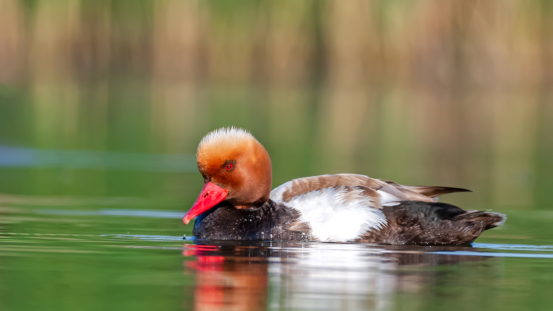 Macar ördeği