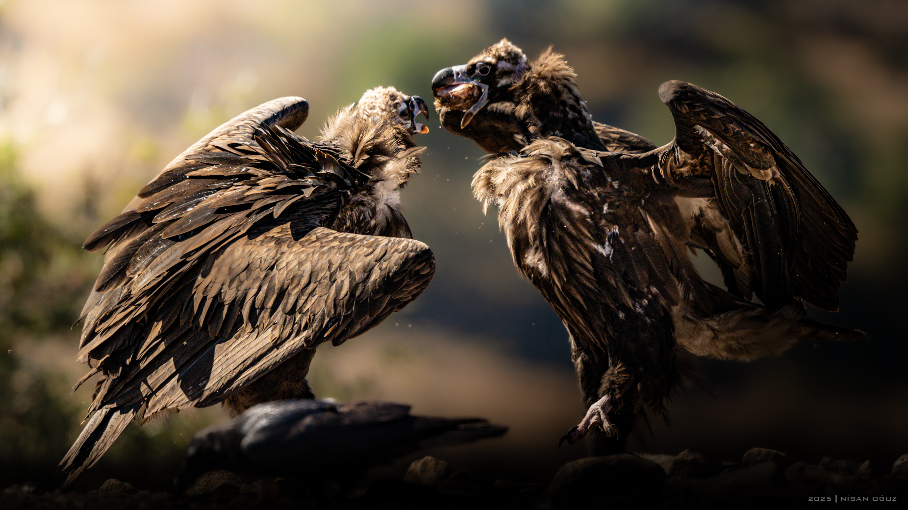 Kara akbaba » Cinereous Vulture » Aegypius monachus
