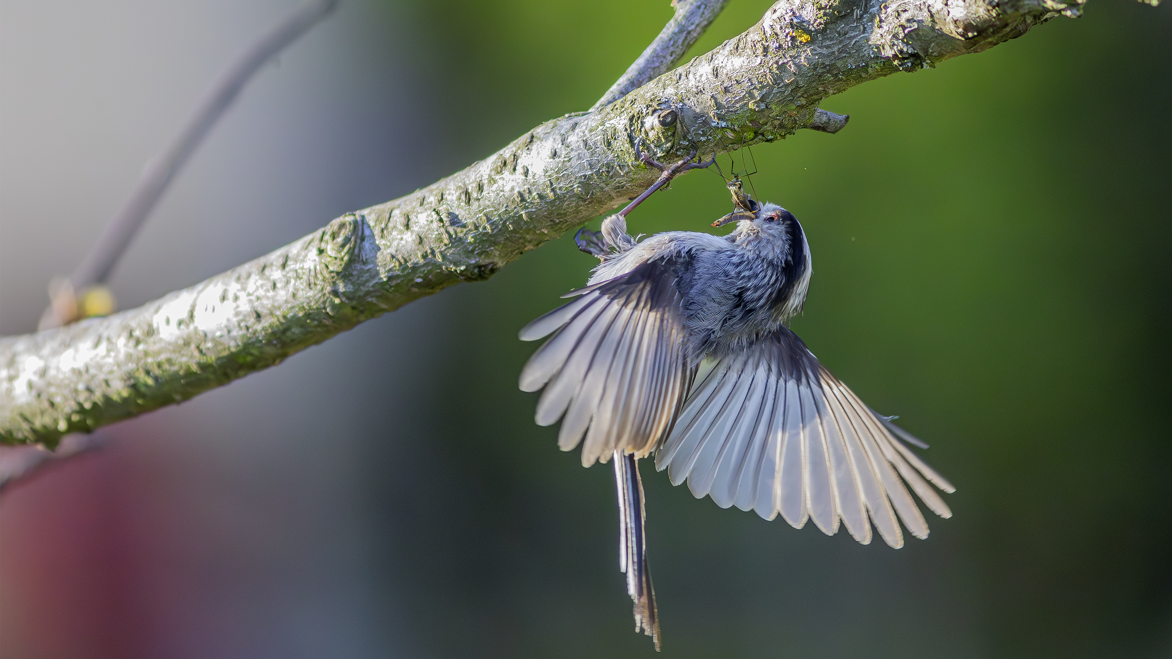 Uzunkuyruklu baştankara » Long-tailed Tit » Aegithalos caudatus