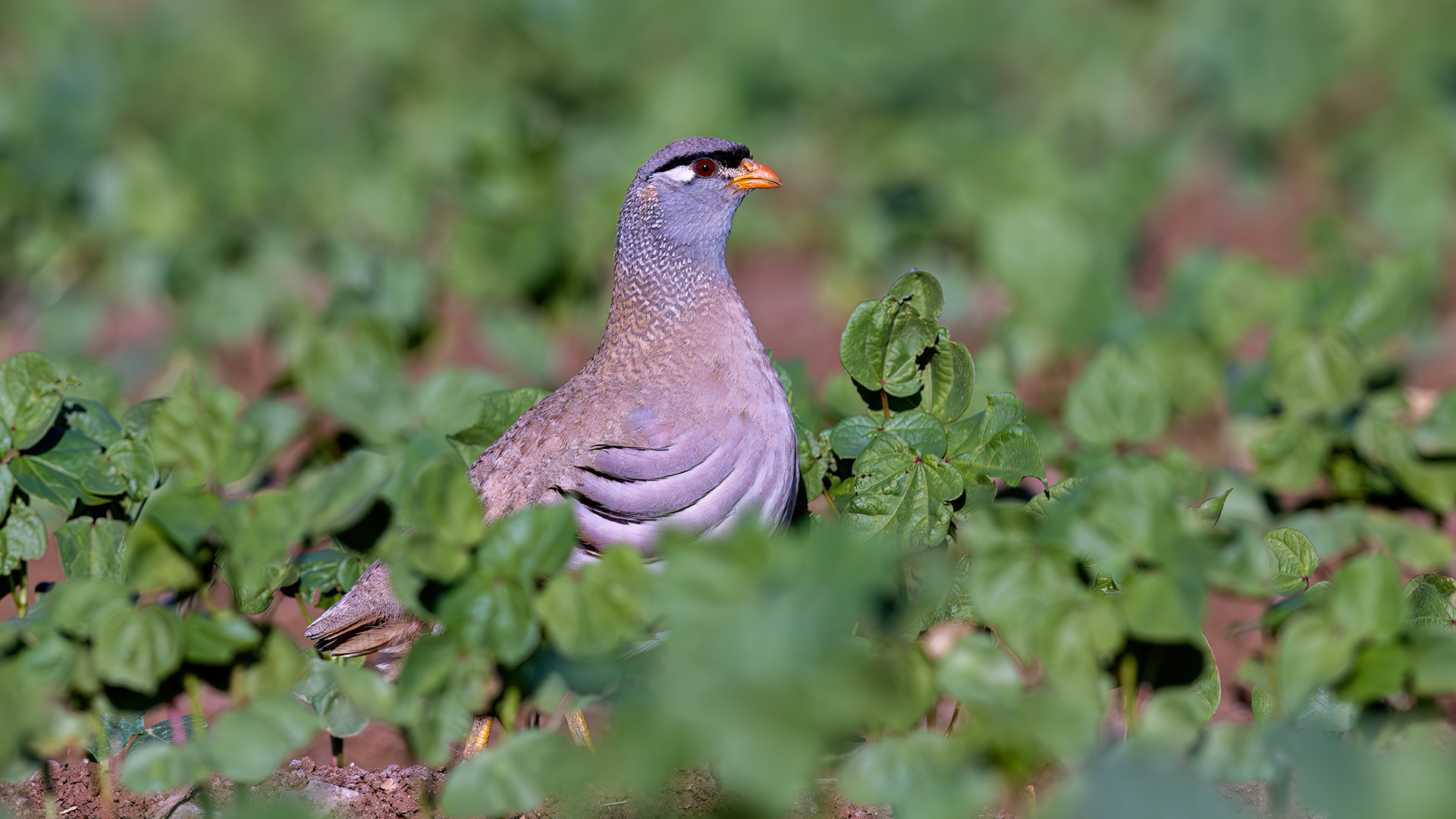 Kum kekliği » See-see Partridge » Ammoperdix griseogularis