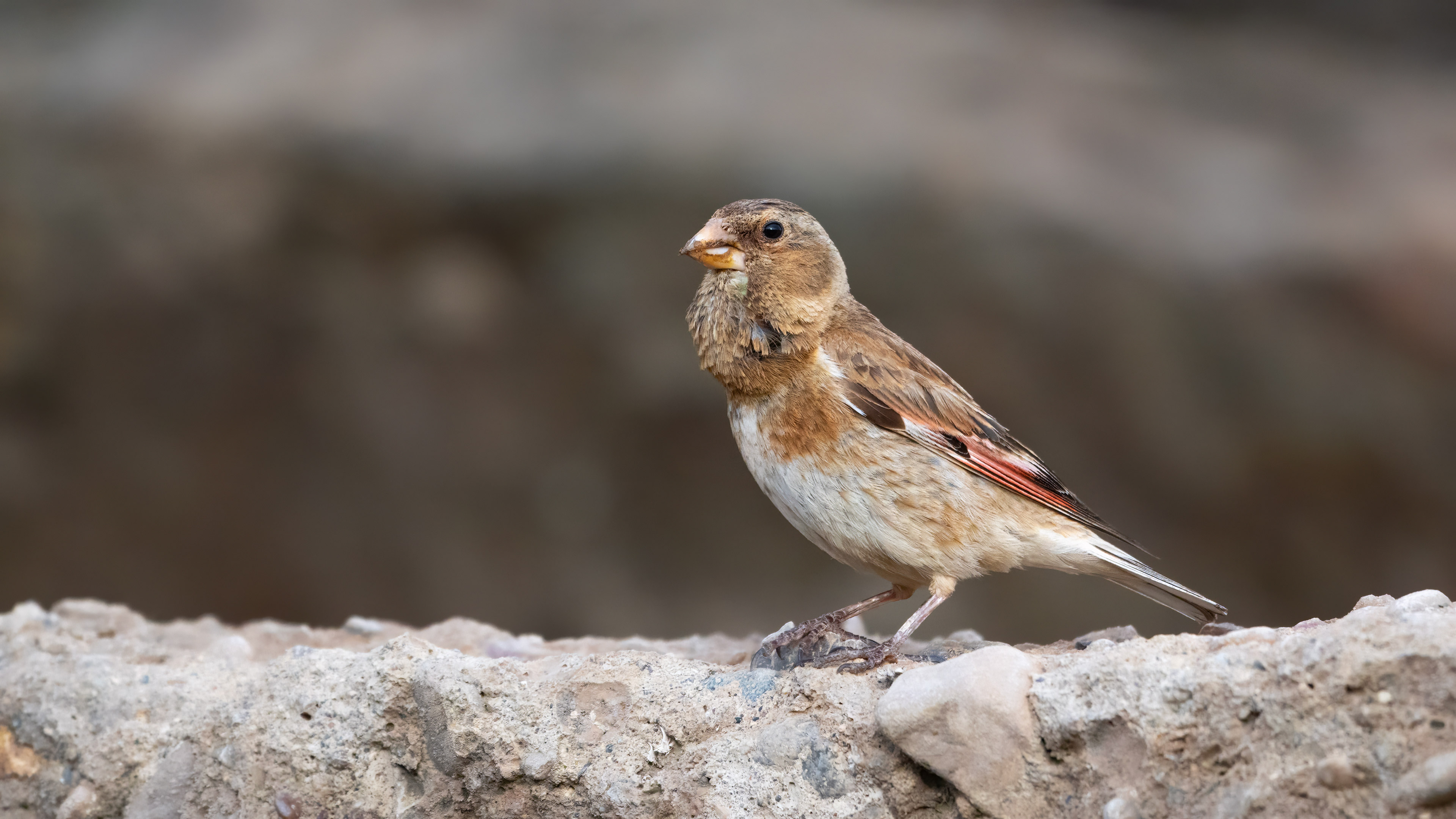 Alamecek » Eurasian Crimson-winged Finch » Rhodopechys sanguineus