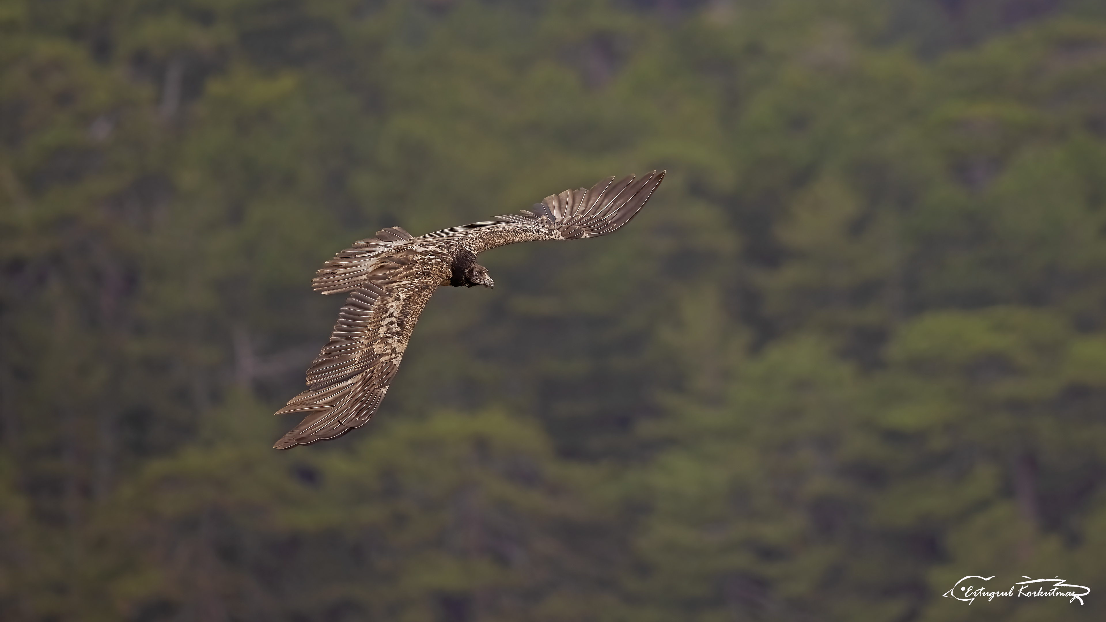 Sakallı akbaba » Bearded Vulture » Gypaetus barbatus
