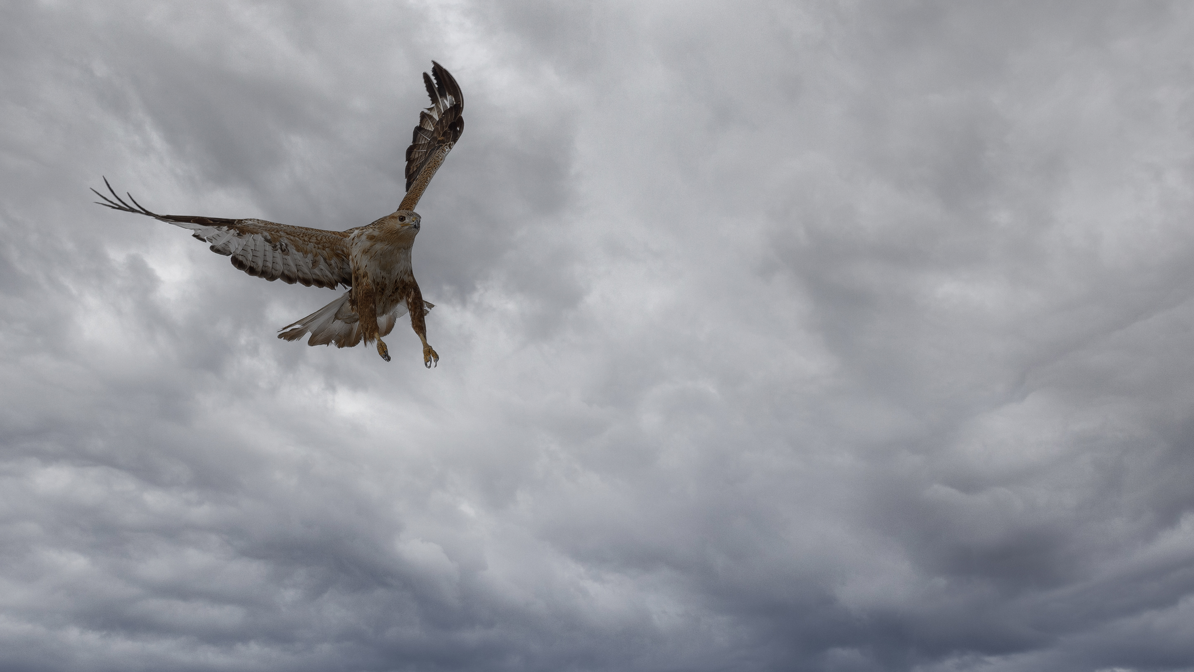 Kızıl şahin » Long-legged Buzzard » Buteo rufinus
