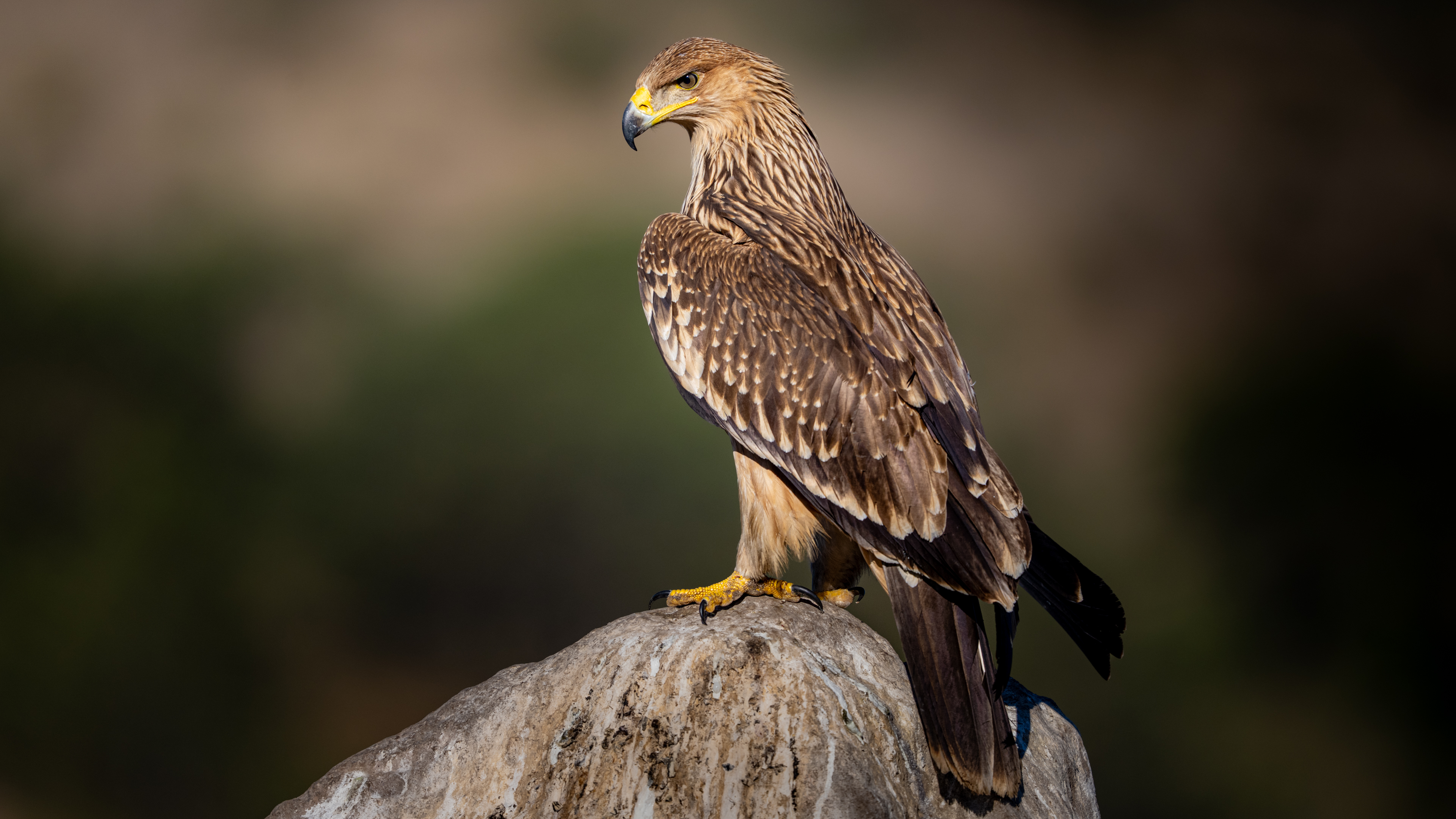 Şah kartal » Eastern Imperial Eagle » Aquila heliaca