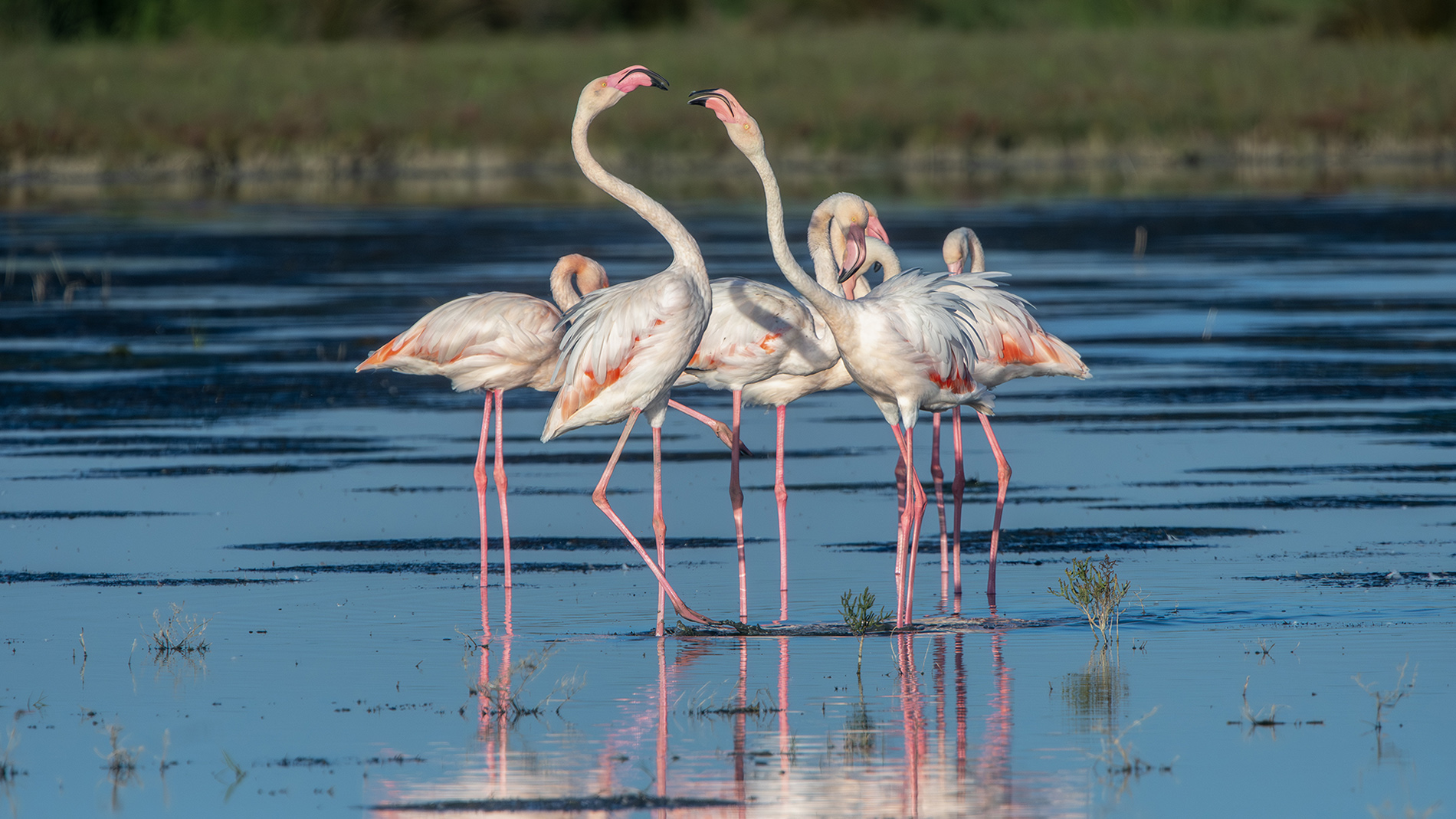 Flamingo