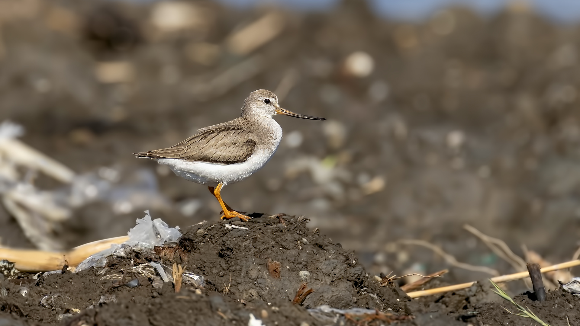 Terek düdükçünü » Terek Sandpiper » Xenus cinereus
