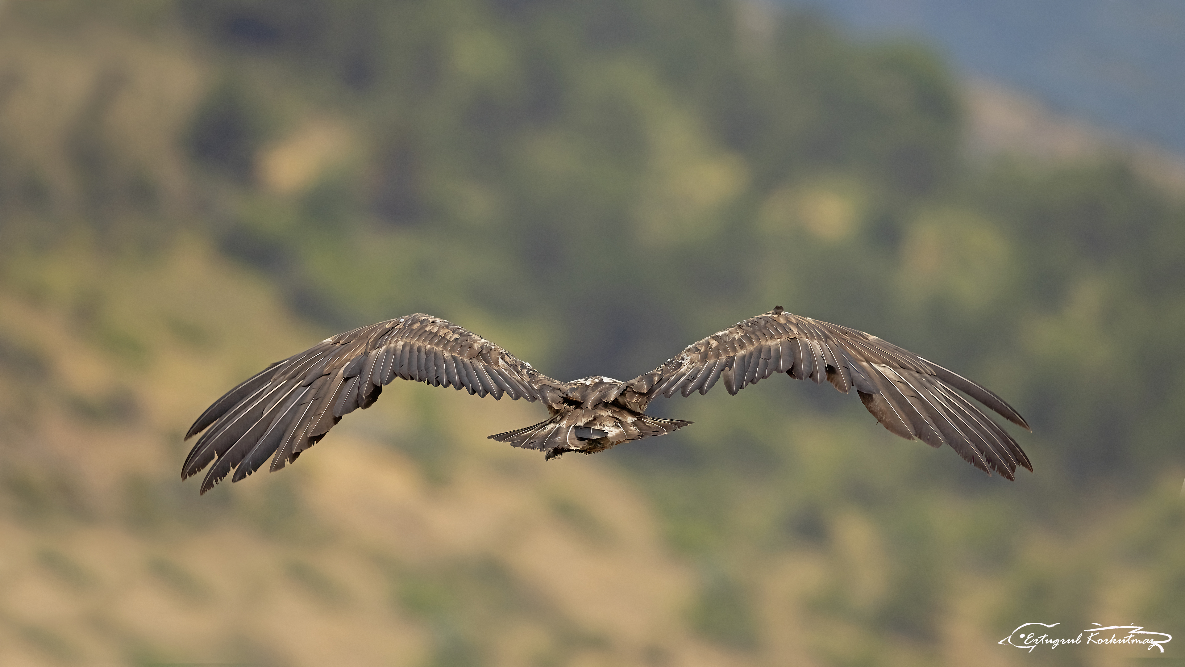 Sakallı akbaba » Bearded Vulture » Gypaetus barbatus