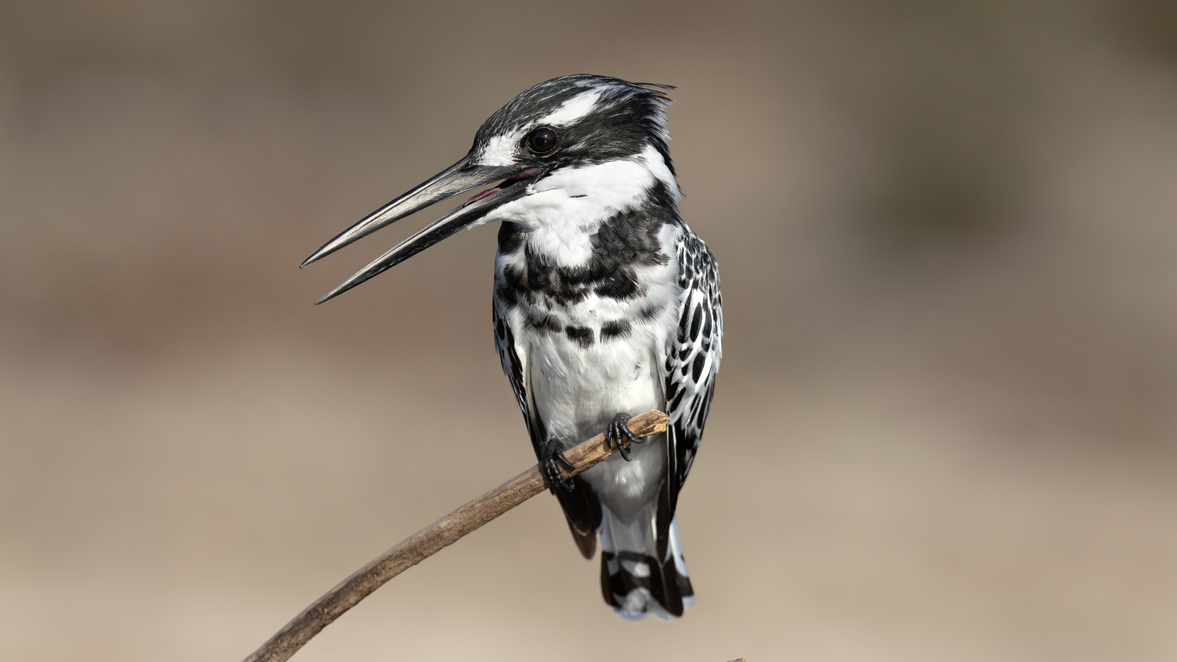 Alaca yalıçapkını » Pied Kingfisher » Ceryle rudis