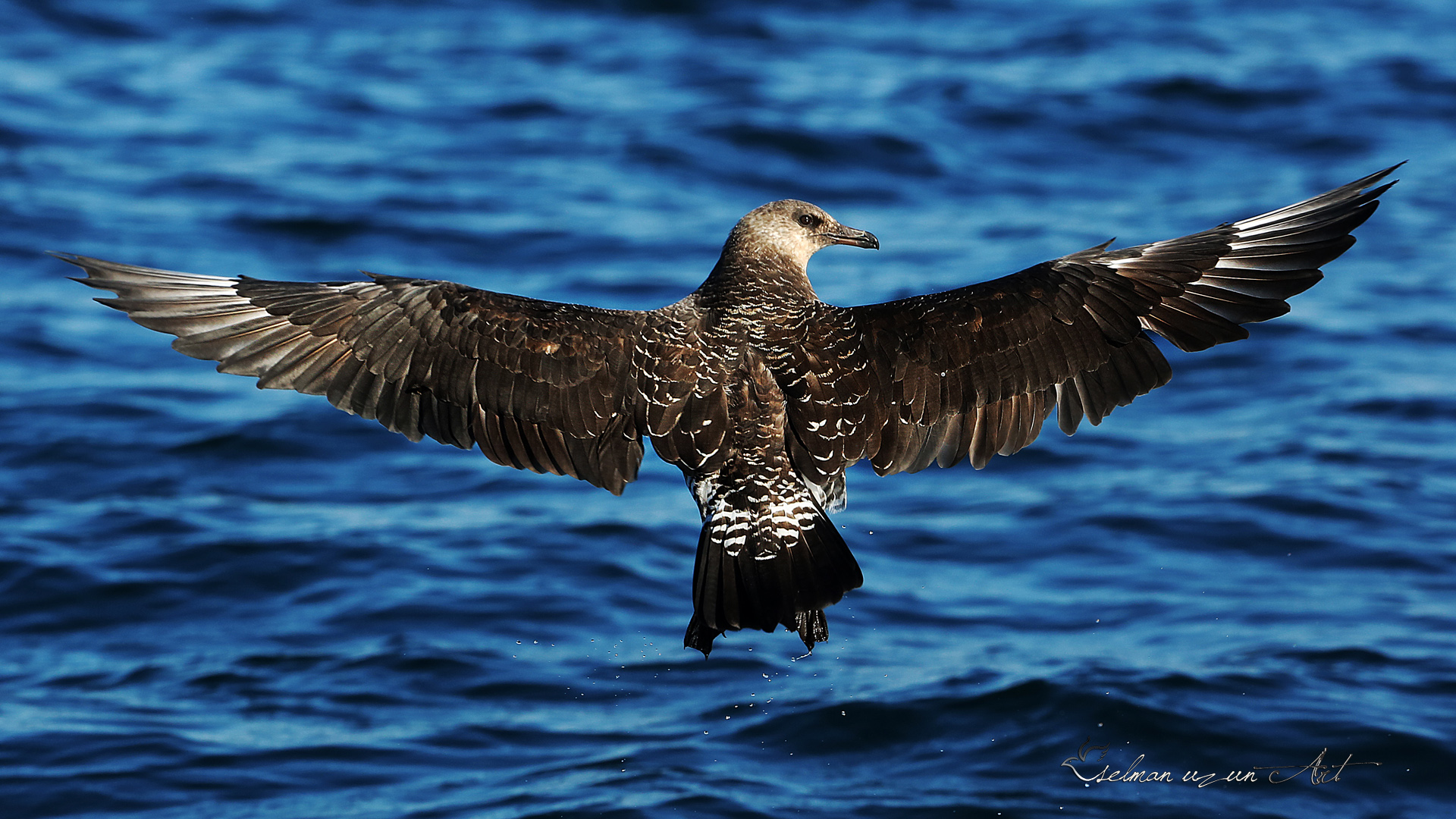 Kütkuyruklu korsanmartı » Pomarine Jaeger » Stercorarius pomarinus