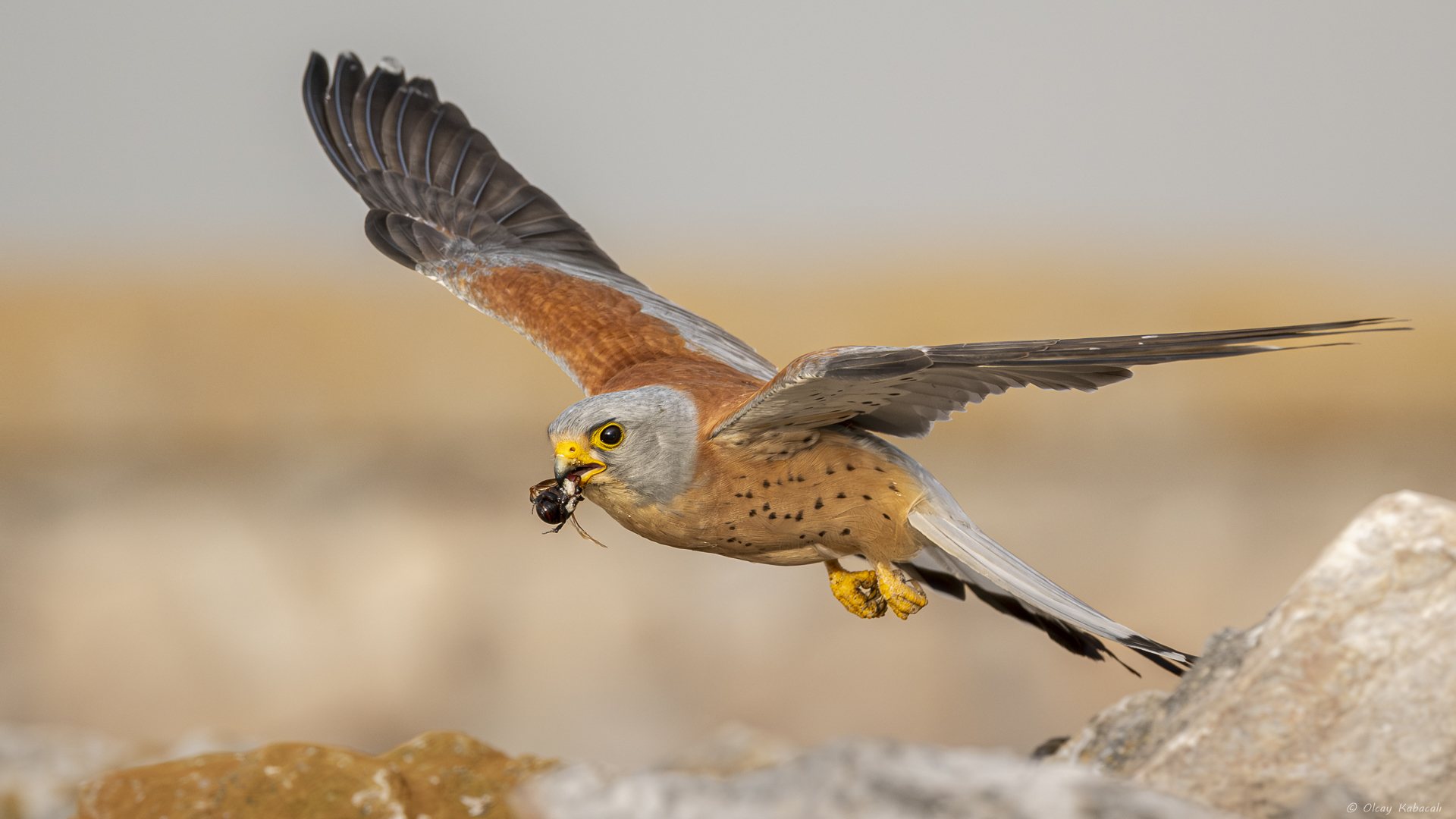 Küçük kerkenez » Lesser Kestrel » Falco naumanni