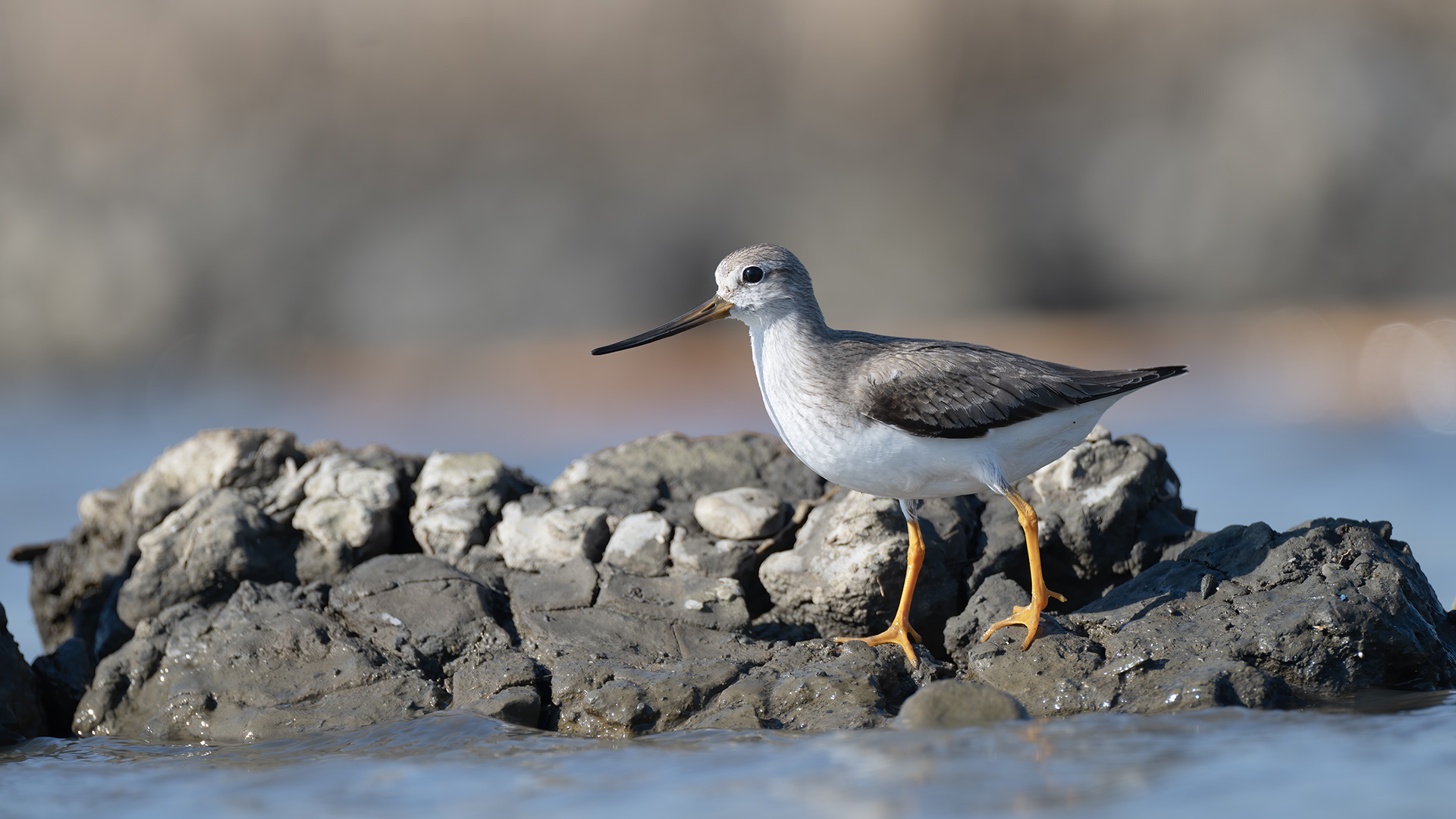 Terek düdükçünü