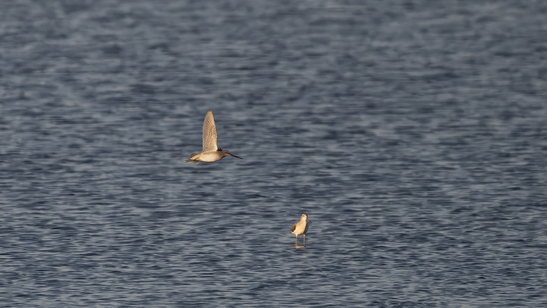 Uzun gagalı suçulluğu » Long billed  Dowitcher » Limnodromus scolopaseus