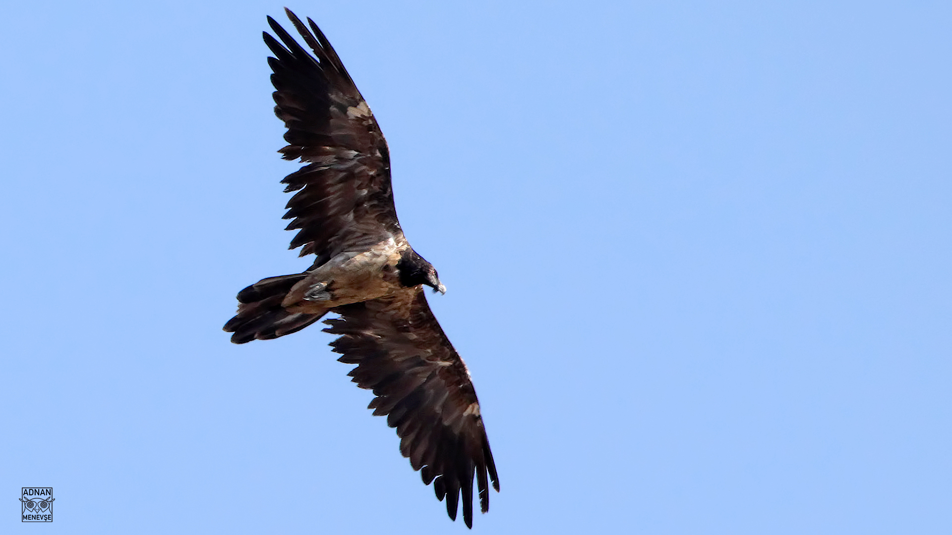 Sakallı akbaba » Bearded Vulture » Gypaetus barbatus