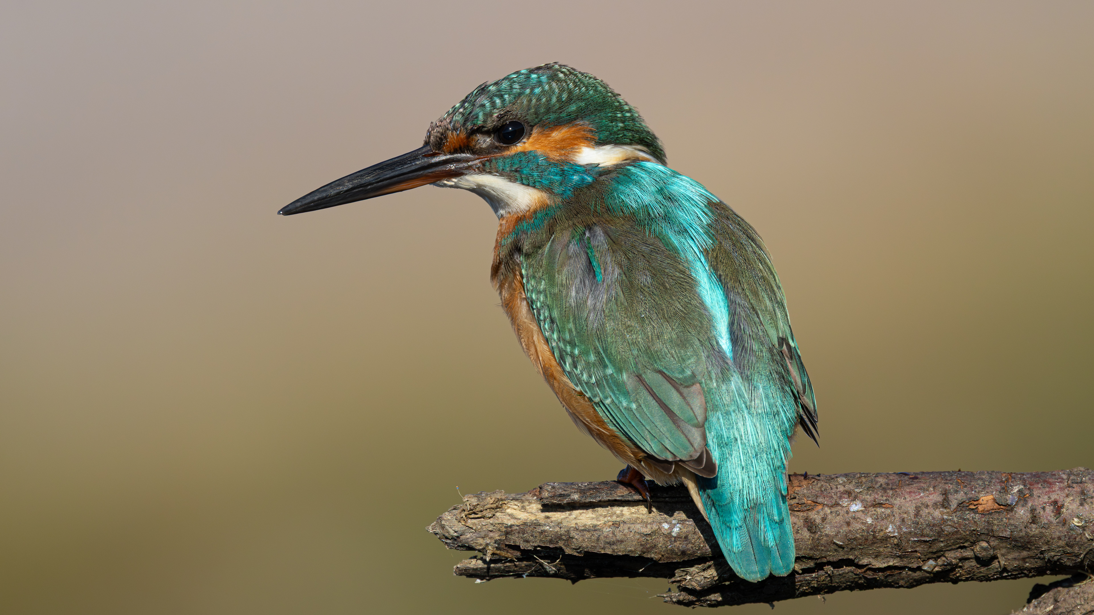 Yalıçapkını » Common Kingfisher » Alcedo atthis