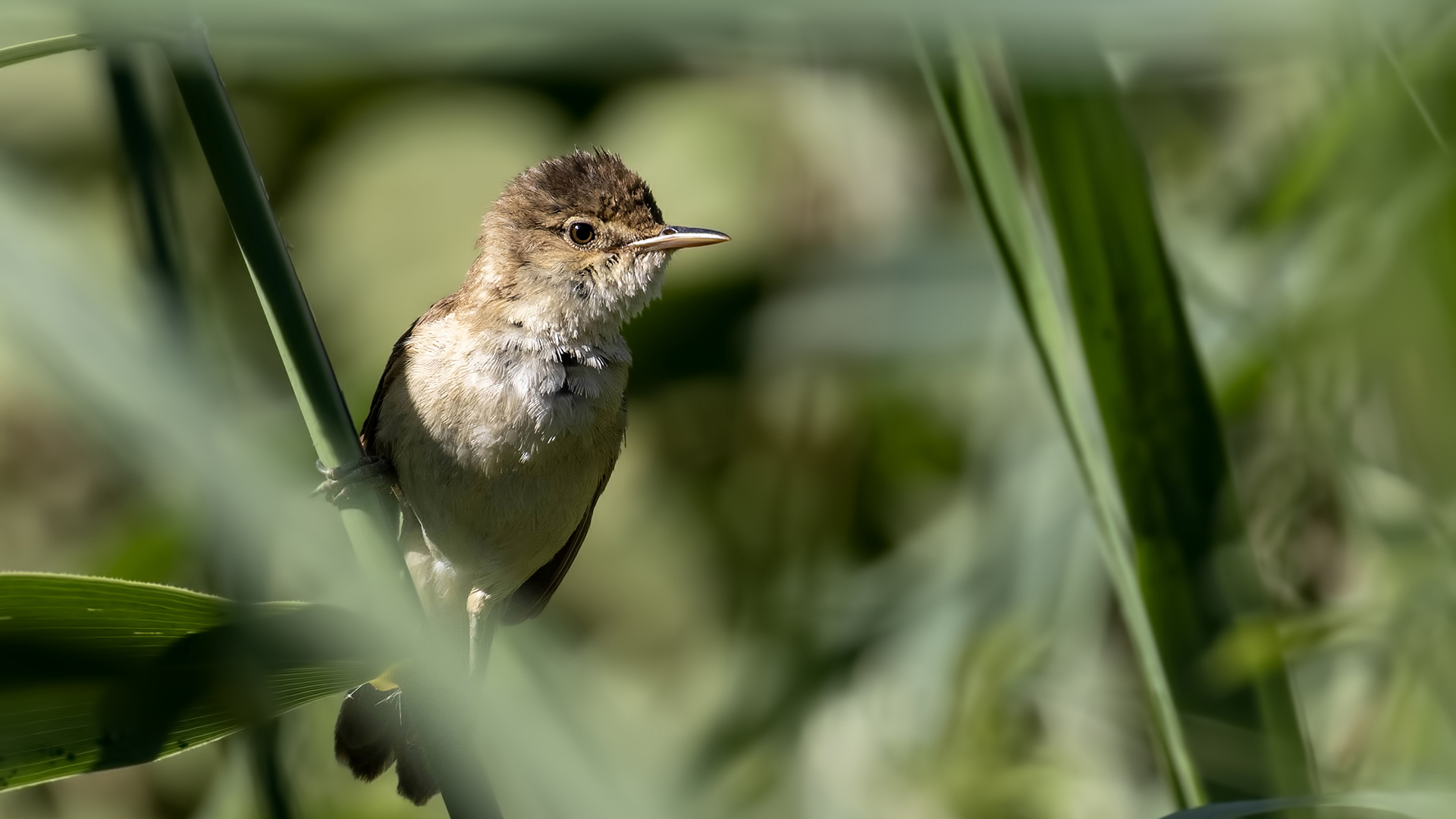 Saz kamışçını » Common Reed Warbler » Acrocephalus scirpaceus