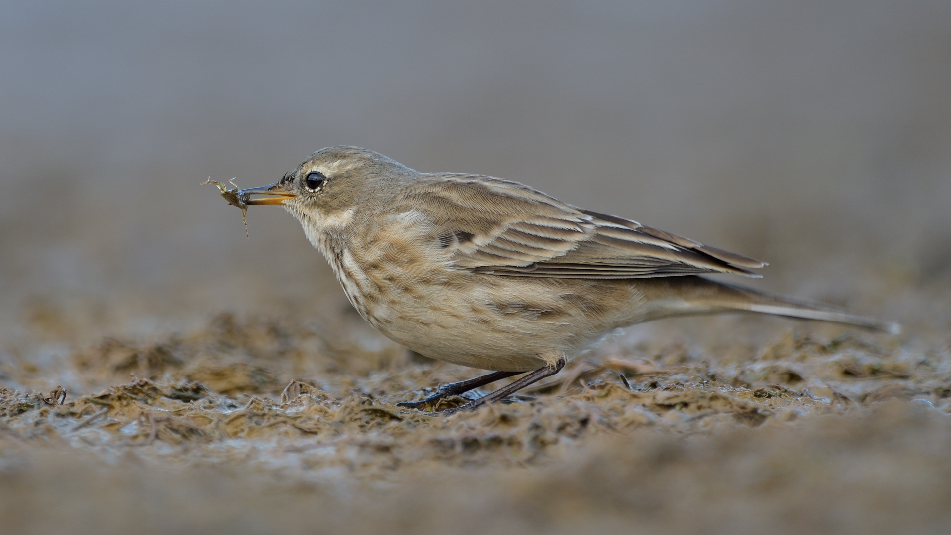 Dağ incirkuşu » Water Pipit » Anthus spinoletta