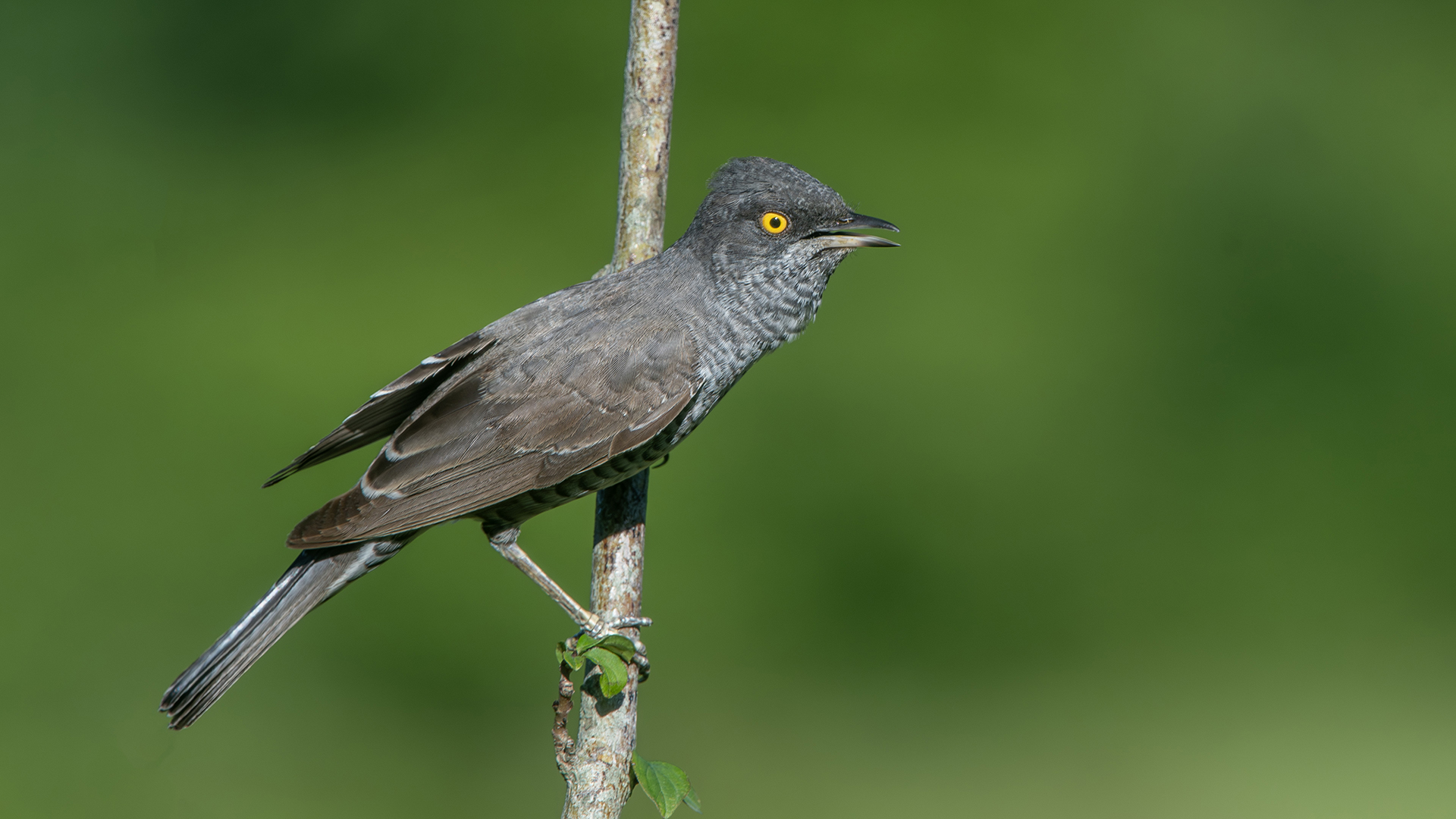 Çizgili ötleğen » Barred Warbler » Sylvia nisoria