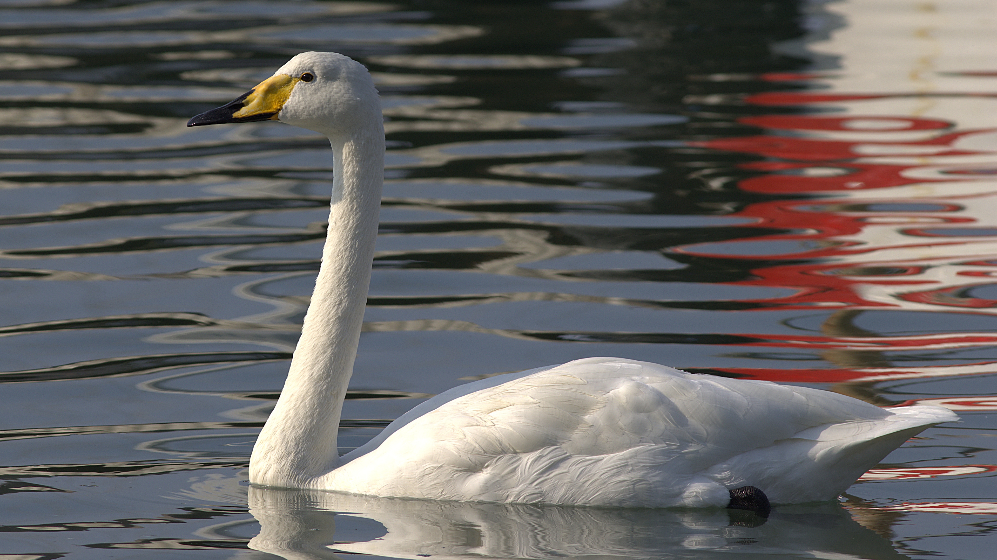 Ötücü kuğu » Whooper Swan » Cygnus cygnus