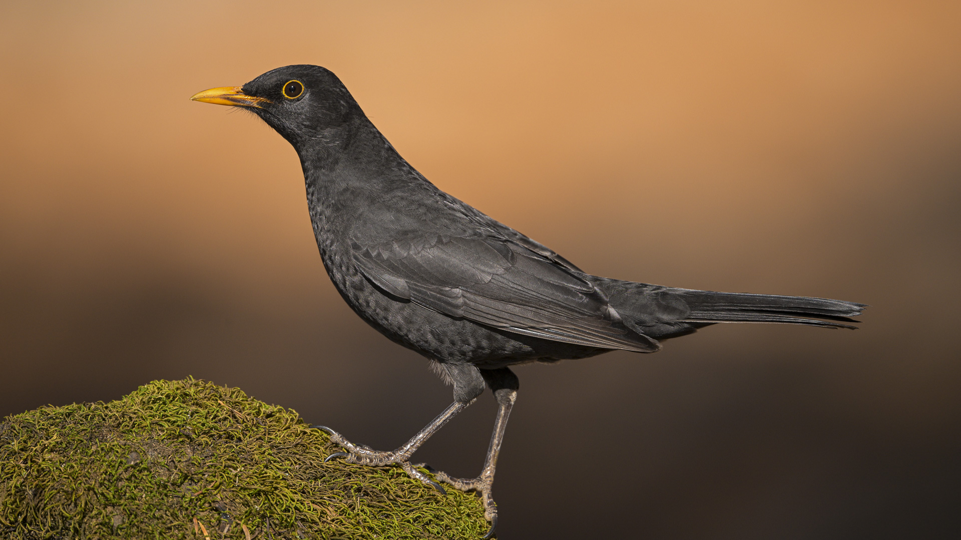 Karatavuk » Common Blackbird » Turdus merula