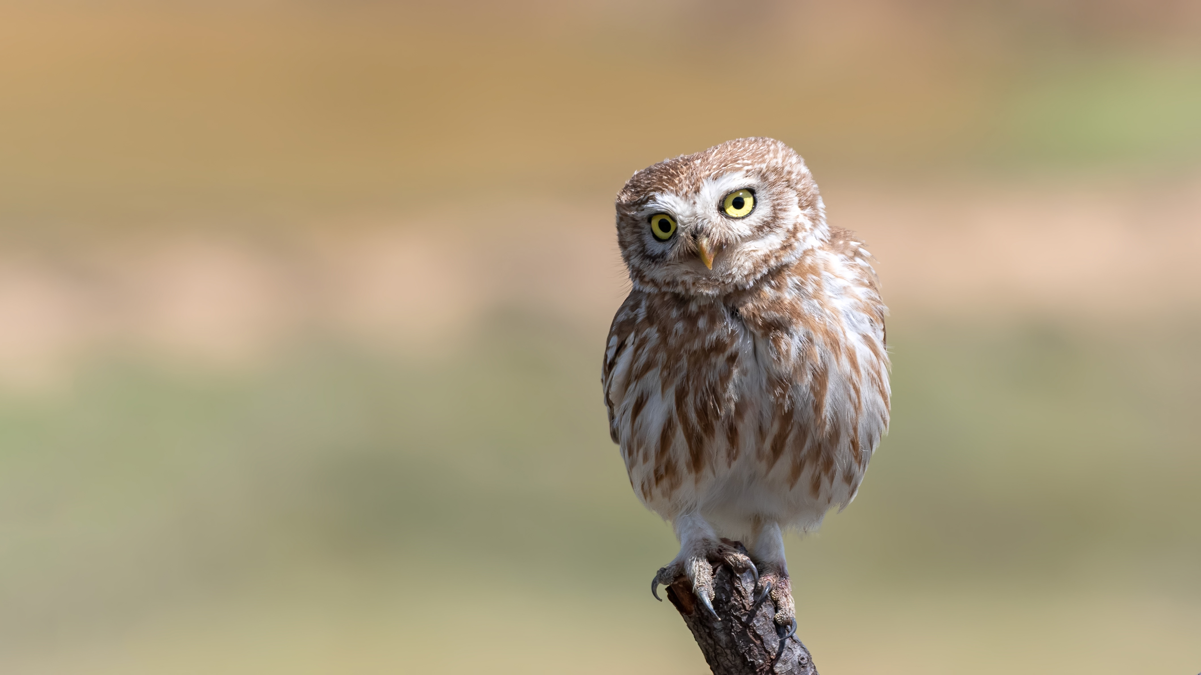 Kukumav » Little Owl » Athene noctua