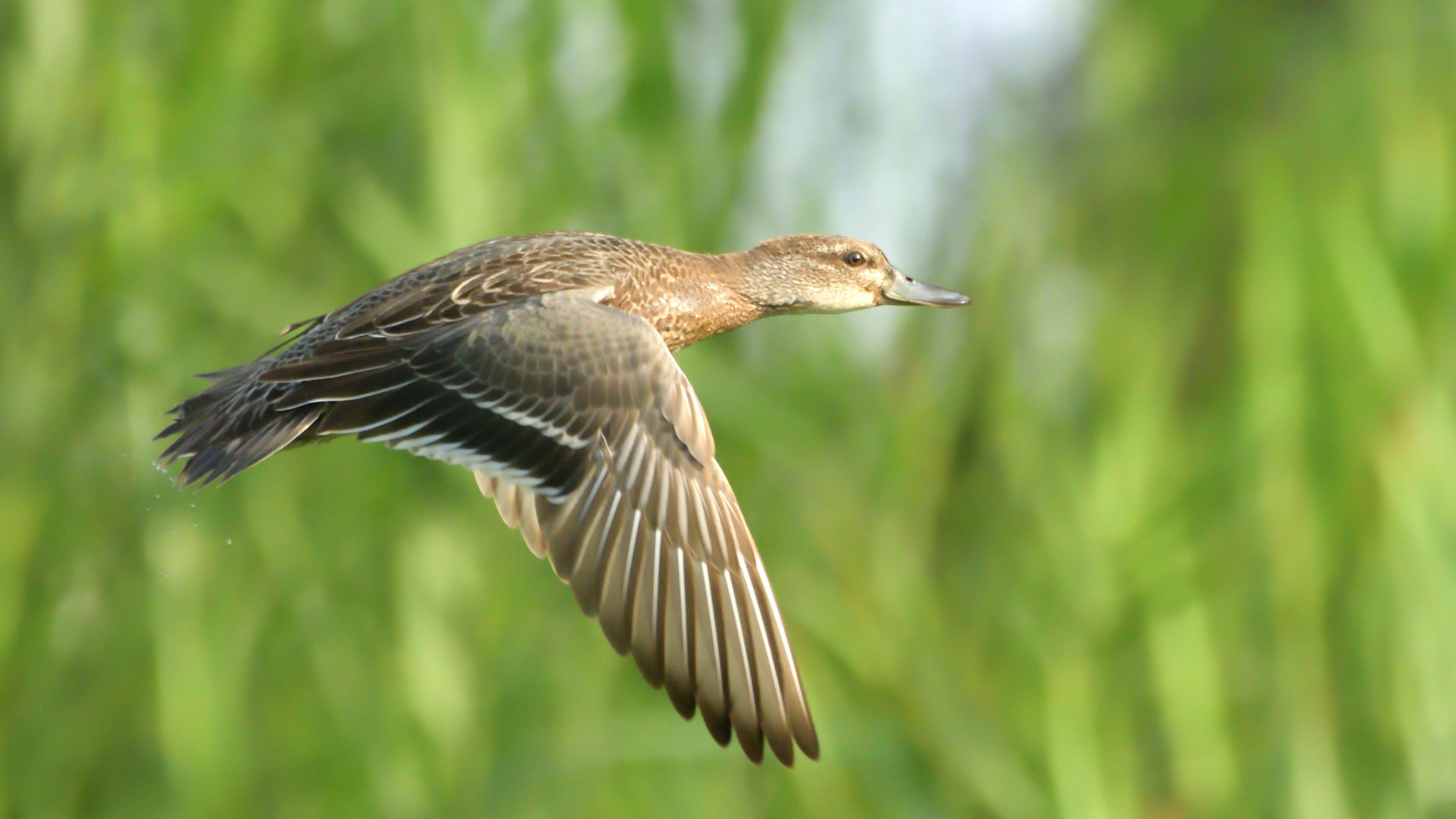 Çıkrıkçın » Garganey » Spatula querquedula