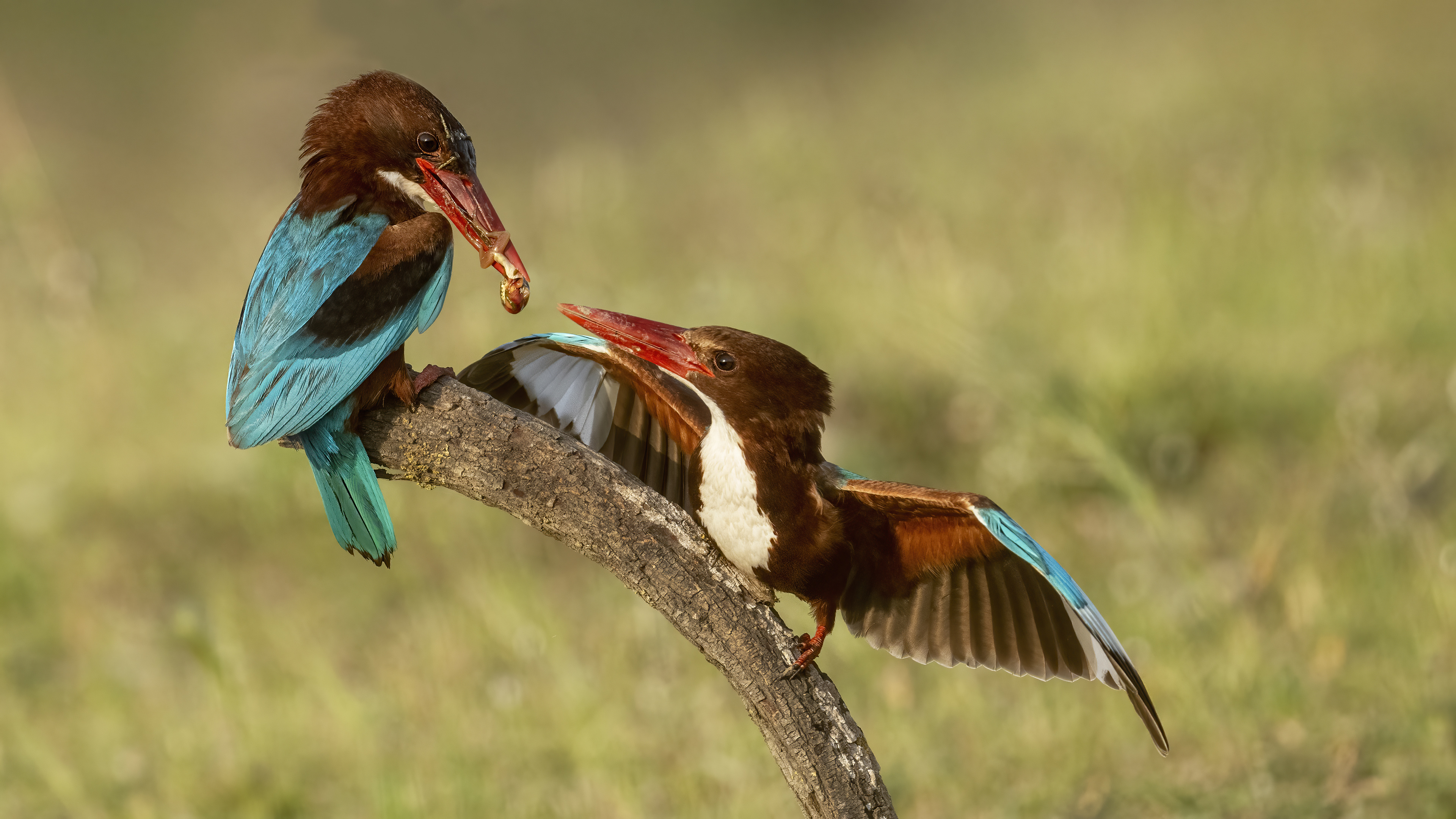 İzmir yalıçapkını » White-throated Kingfisher » Halcyon smyrnensis