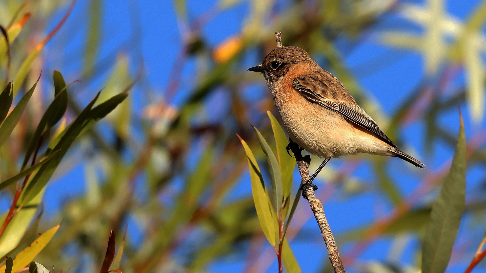 Sibirya taşkuşu » Siberian Stonechat » Saxicola maurus