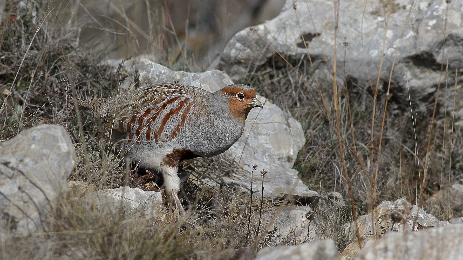 Çilkeklik » Grey Partridge » Perdix perdix