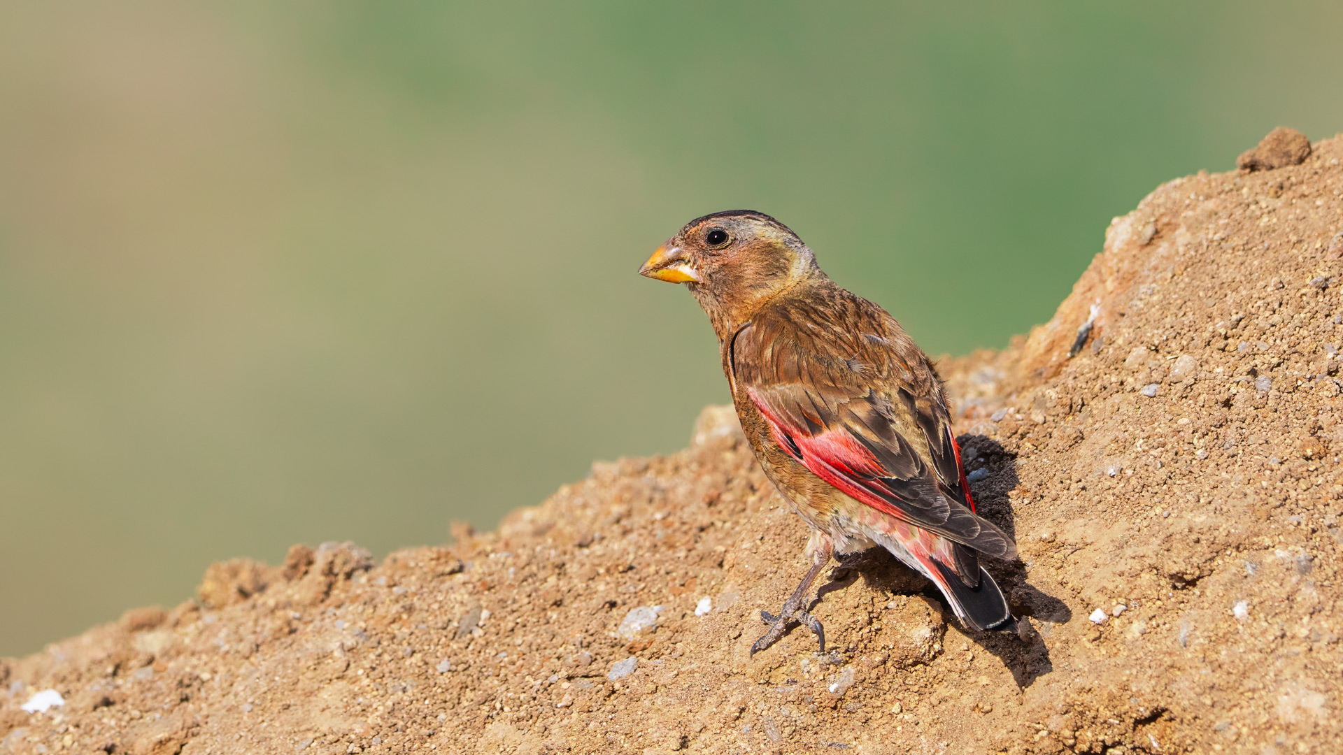 Alamecek » Eurasian Crimson-winged Finch » Rhodopechys sanguineus