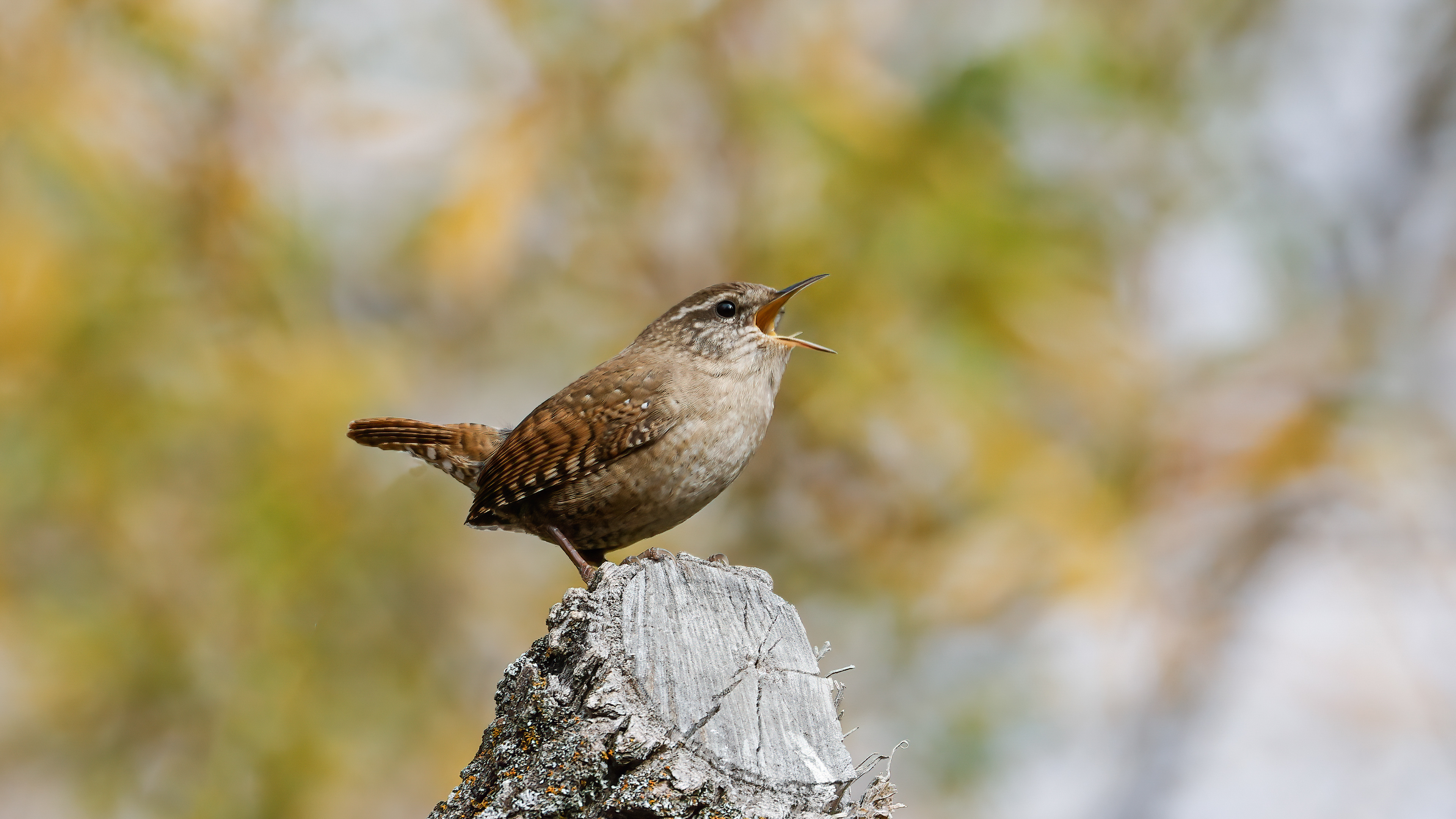 Çitkuşu » Eurasian Wren » Troglodytes troglodytes