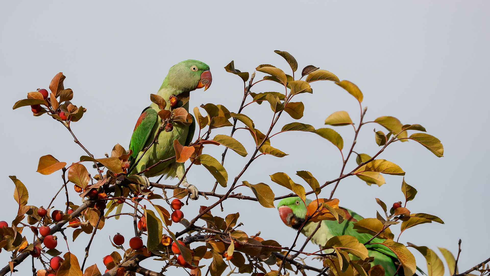 İskender papağanı » Alexandrine Parakeet » Psittacula eupatria