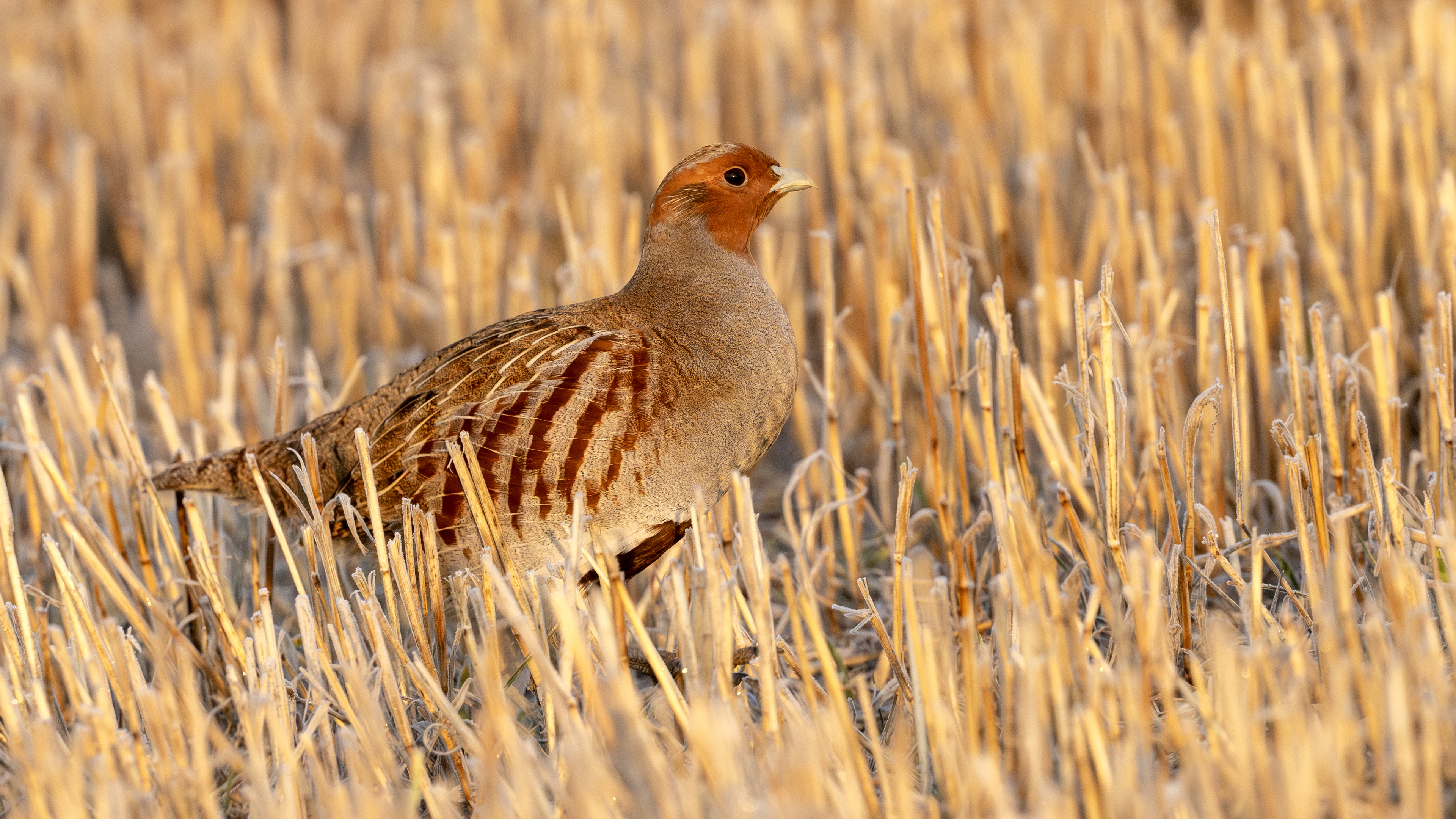 Çilkeklik » Grey Partridge » Perdix perdix
