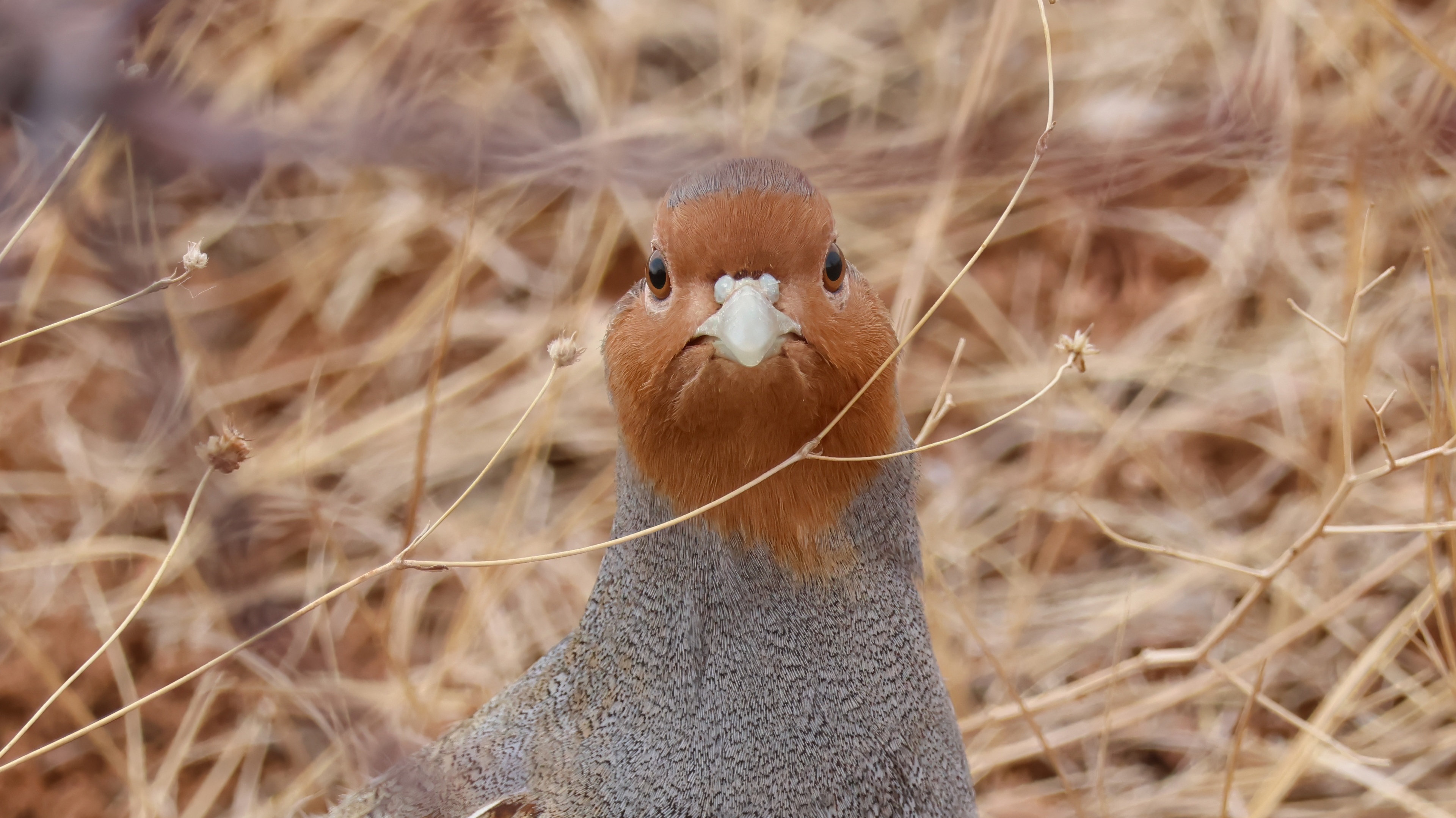 Çilkeklik » Grey Partridge » Perdix perdix