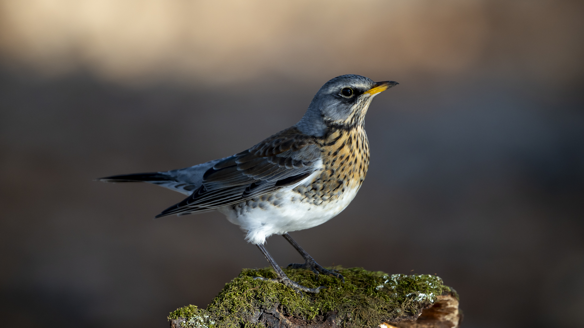 Tarla ardıcı » Fieldfare » Turdus pilaris