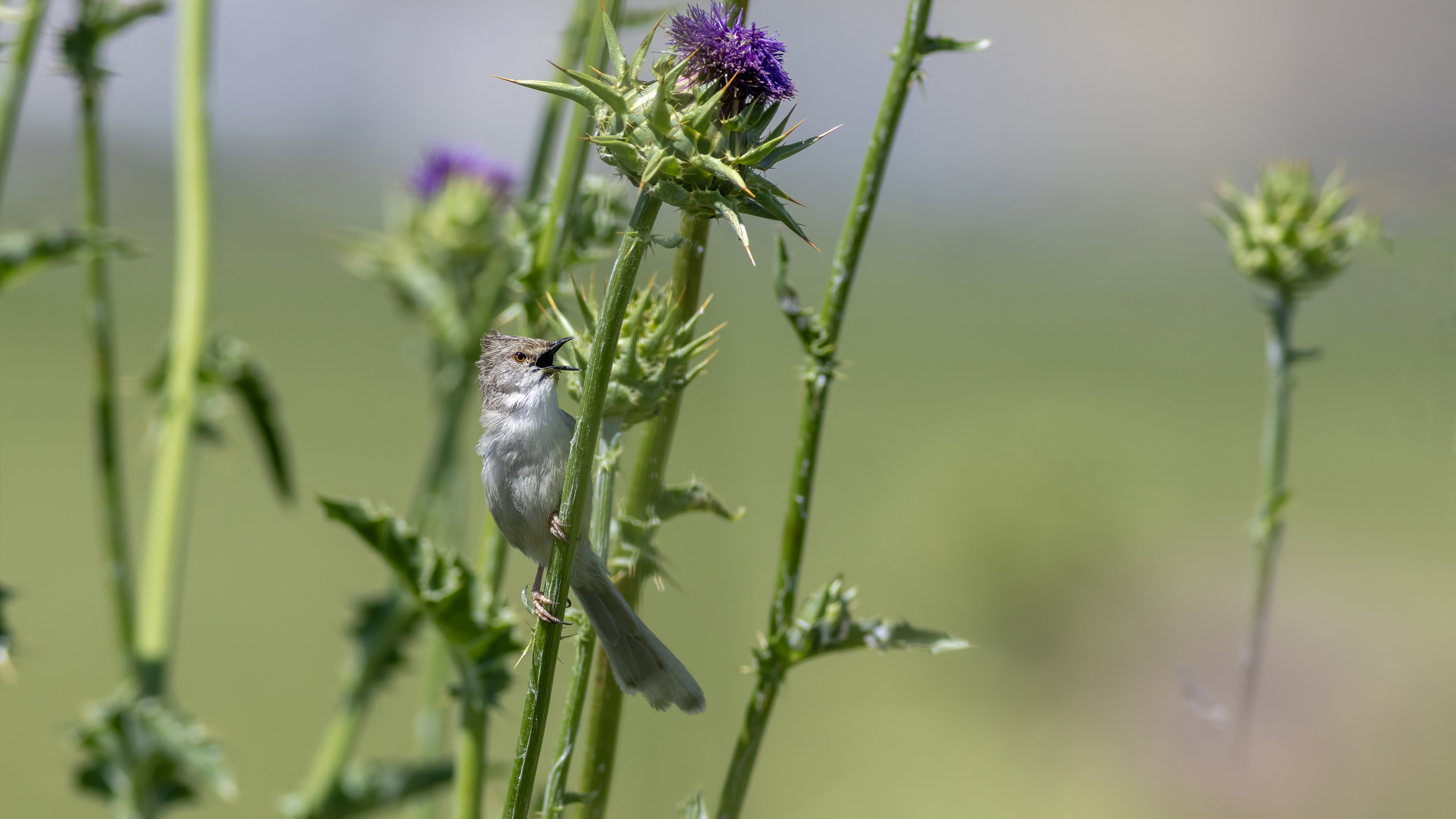 Dikkuyruklu ötleğen » Delicate prinia » Prinia lepida