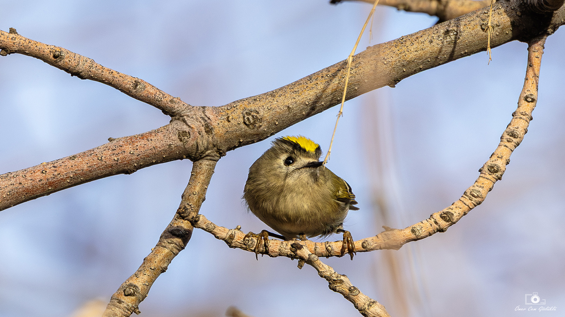 Çalıkuşu » Goldcrest » Regulus regulus 