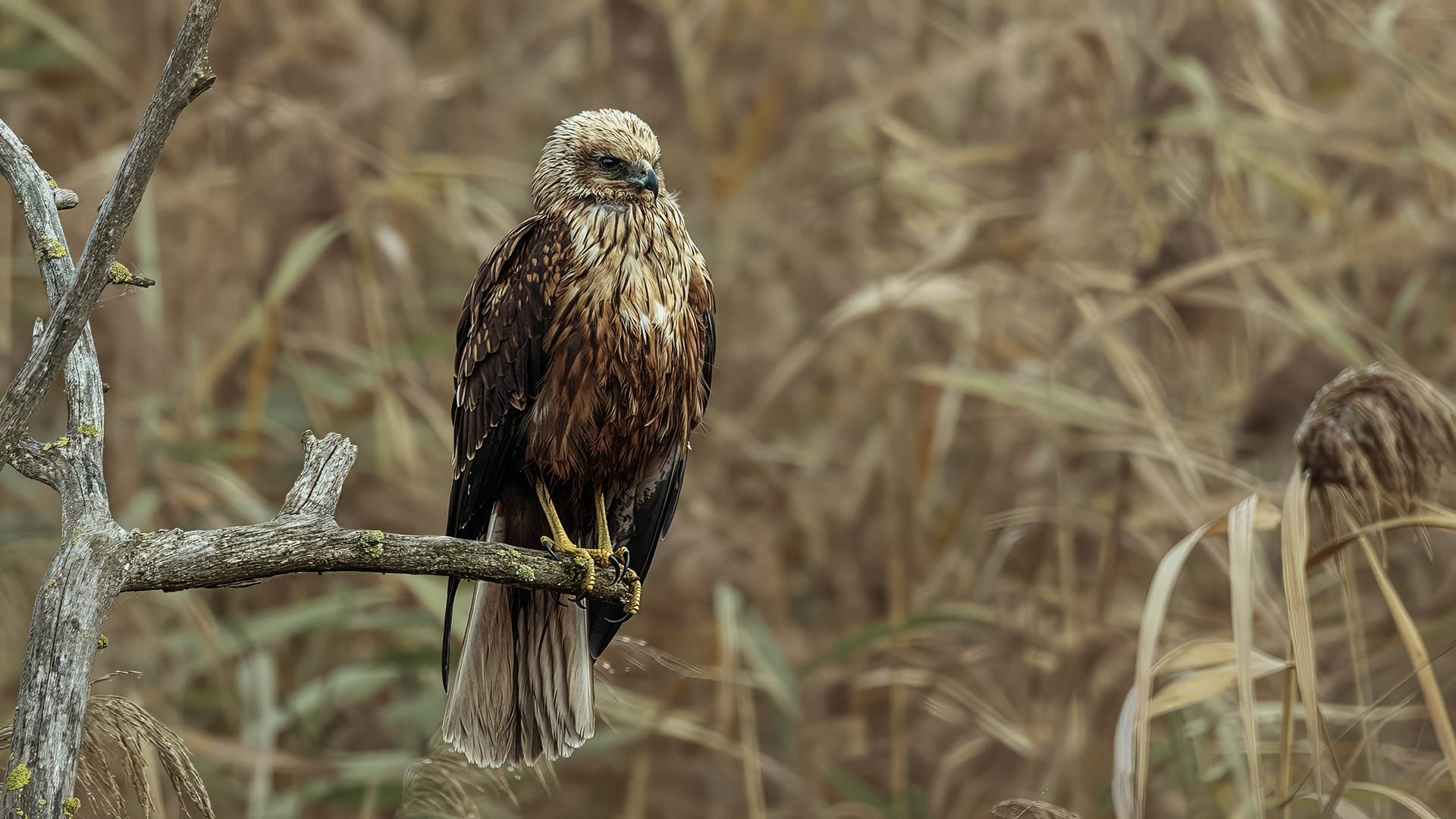 Saz delicesi » Western Marsh Harrier » Circus aeruginosus
