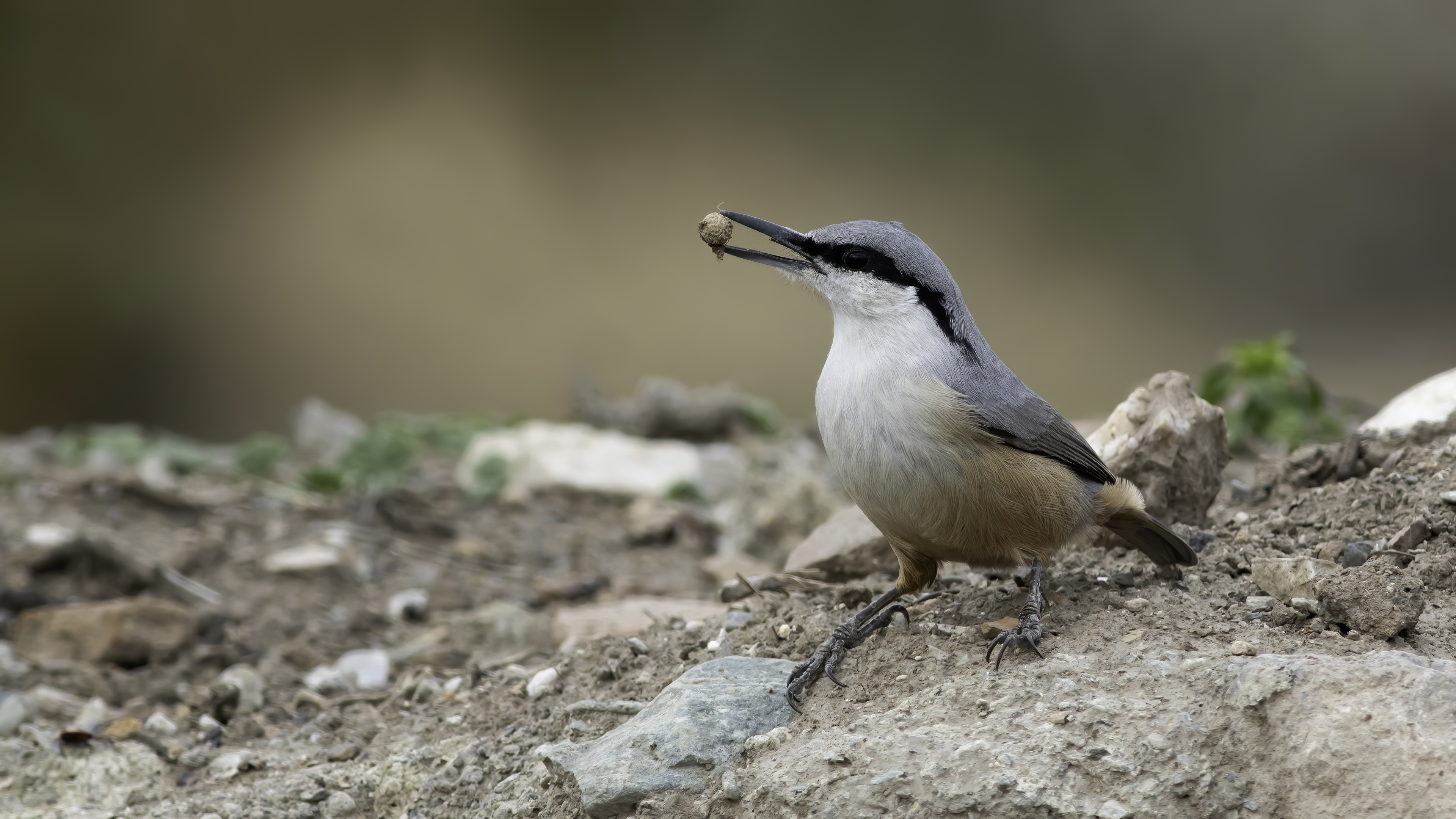 Kaya sıvacısı » Western Rock Nuthatch » Sitta neumayer