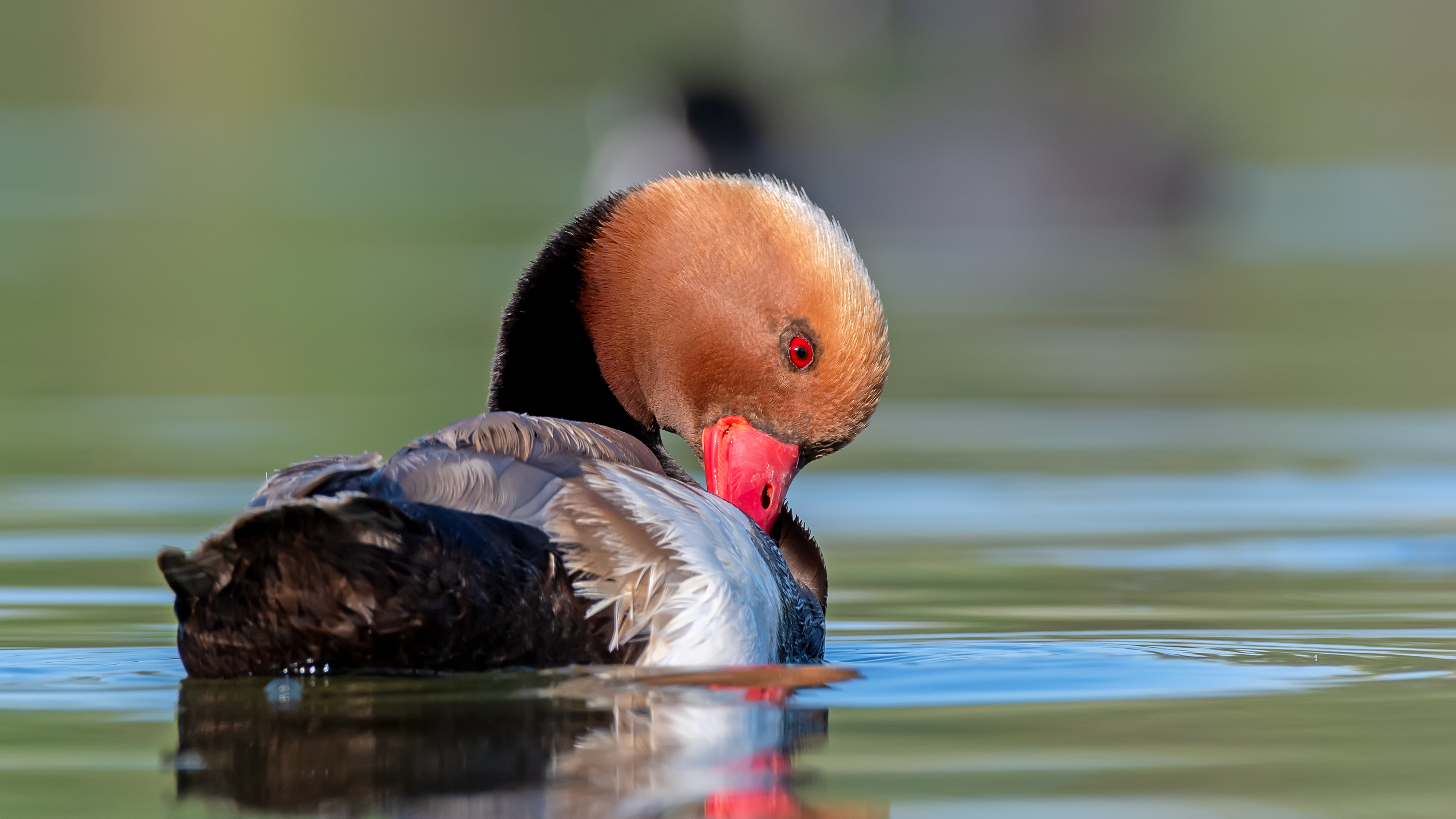 Macar ördeği » Red-crested Pochard » Netta rufina