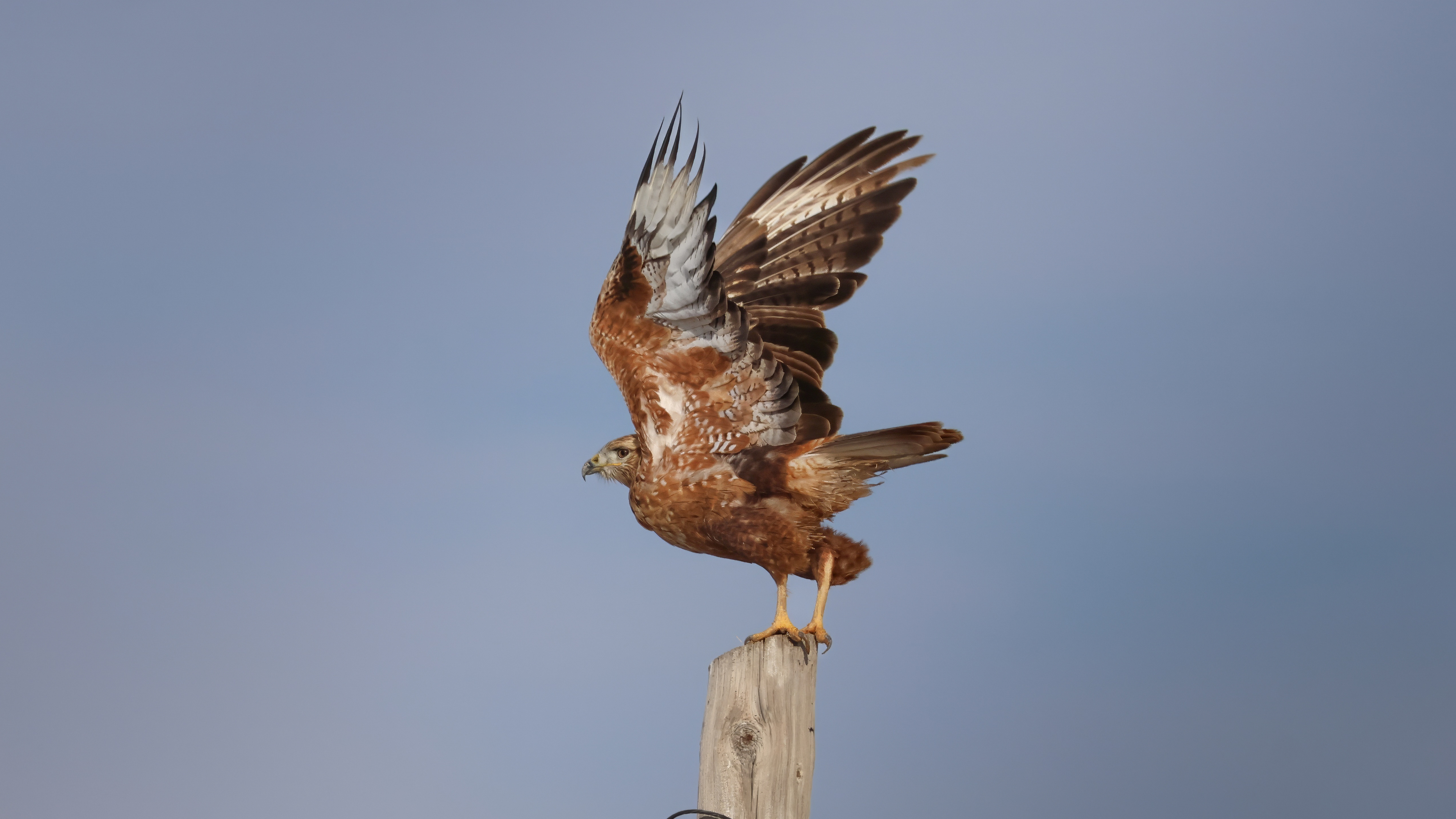 Kızıl şahin » Long-legged Buzzard » Buteo rufinus
